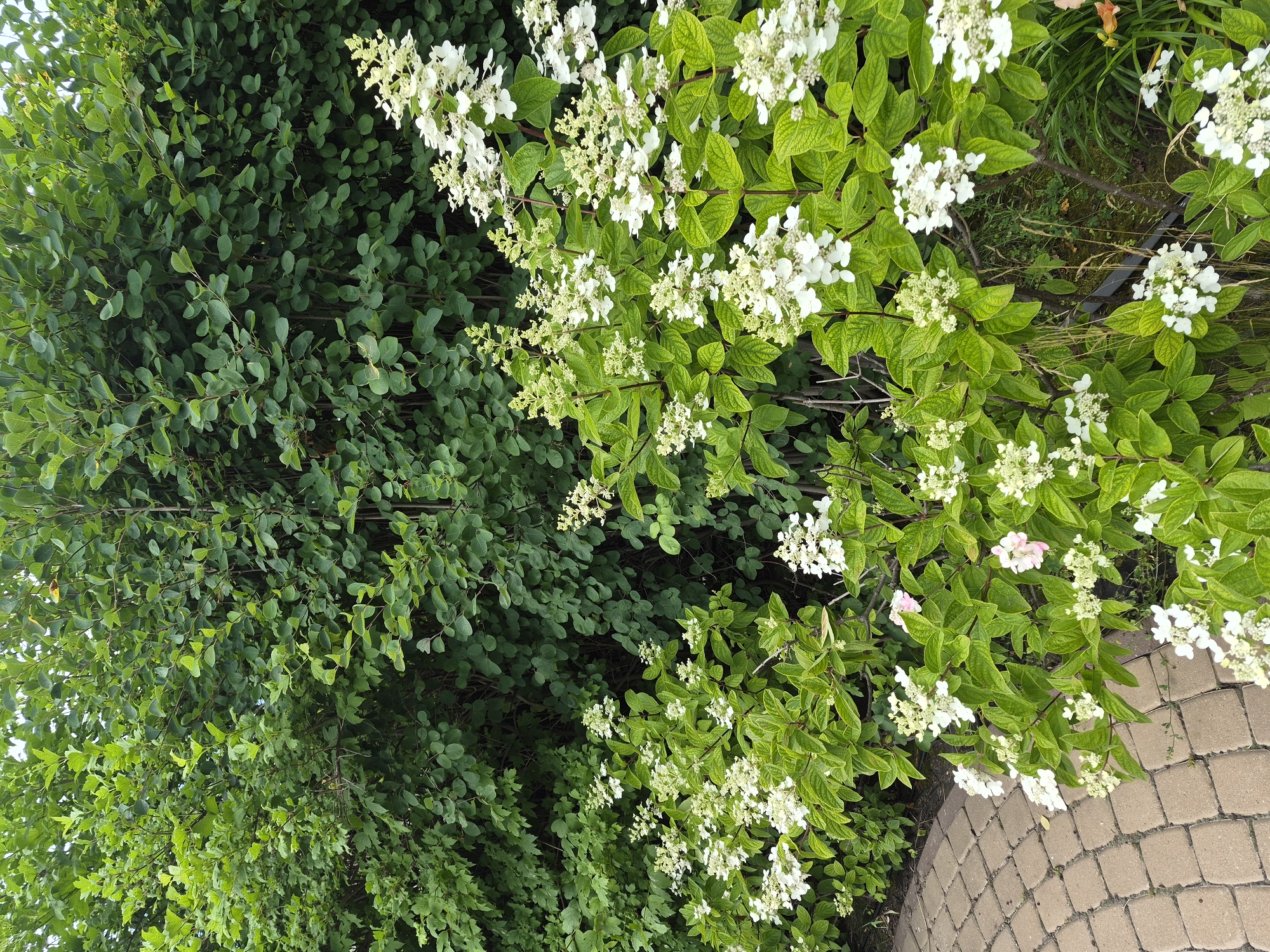 The image depicts a garden scene in Vlast Truda, Russia. In the foreground, a pathway paved with light brown interlocking bricks curves to the left. Adjacent to the pathway, a lush green bush with bright white flowers in clusters is in bloom. The bush has a dense canopy of green leaves and some of the flowers are beginning to turn pink. Behind this flowering bush, a larger, darker green shrub forms a dense background, its leaves appearing smaller and more numerous. The overall impression is a well-maintained garden with a variety of plant life.