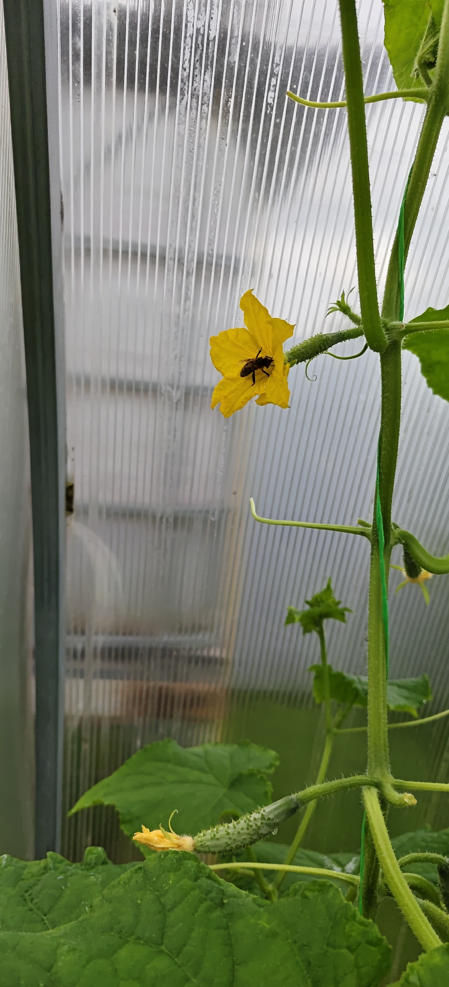 In a greenhouse, a bee is shown pollinating a yellow cucumber flower. The flower is attached to a vine with green leaves and a small cucumber is also visible on the vine. The background of the image is a translucent, ribbed greenhouse wall, with a slightly overcast sky visible through it.