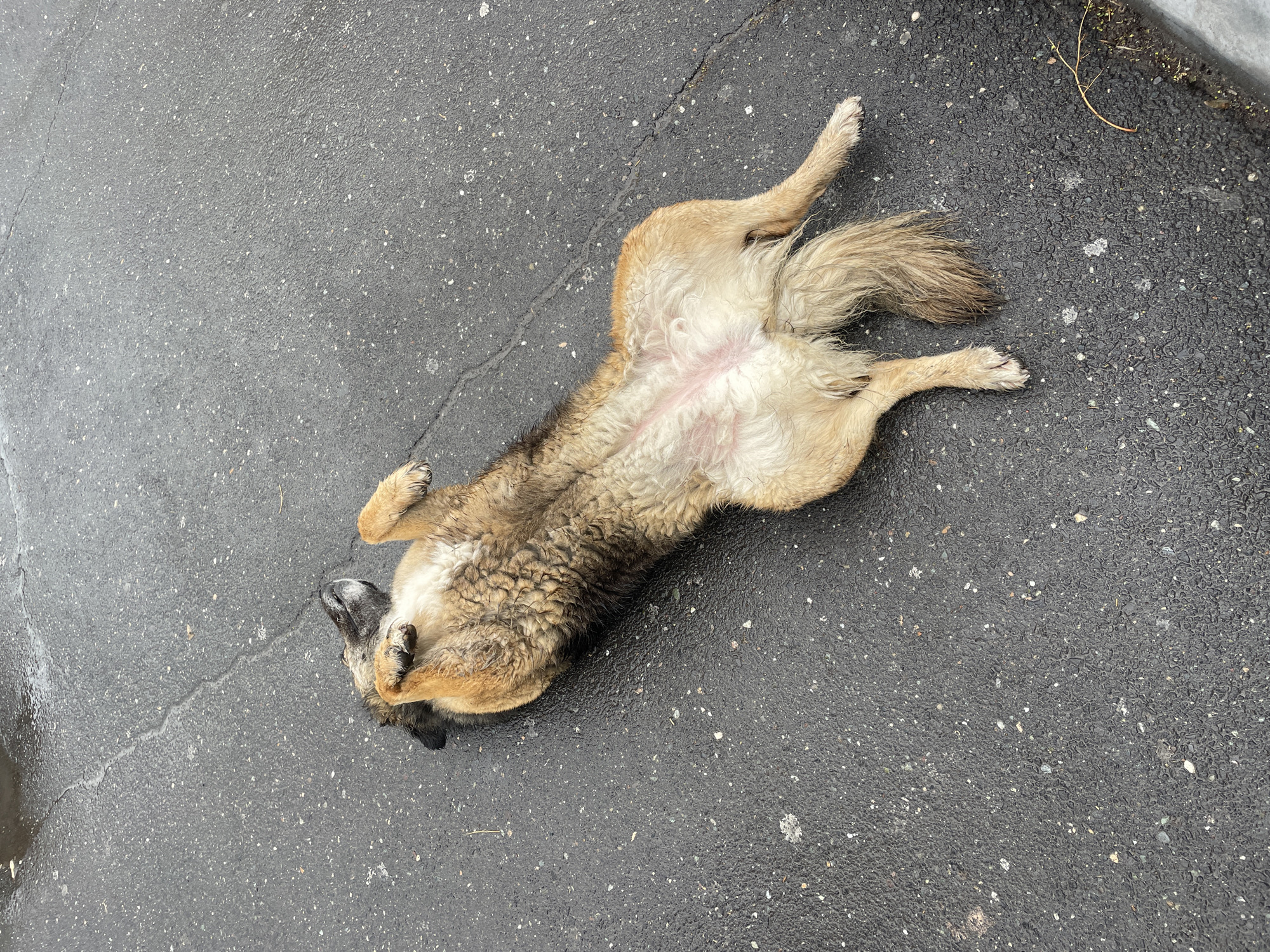A medium-sized, light brown and white dog lies on its back on dark grey asphalt. The dog's belly is exposed, its legs are extended, and its head is slightly turned. The asphalt appears slightly damp in places, with a textured surface. The location is presumed to be Yerevan, Armenia, based on the request.