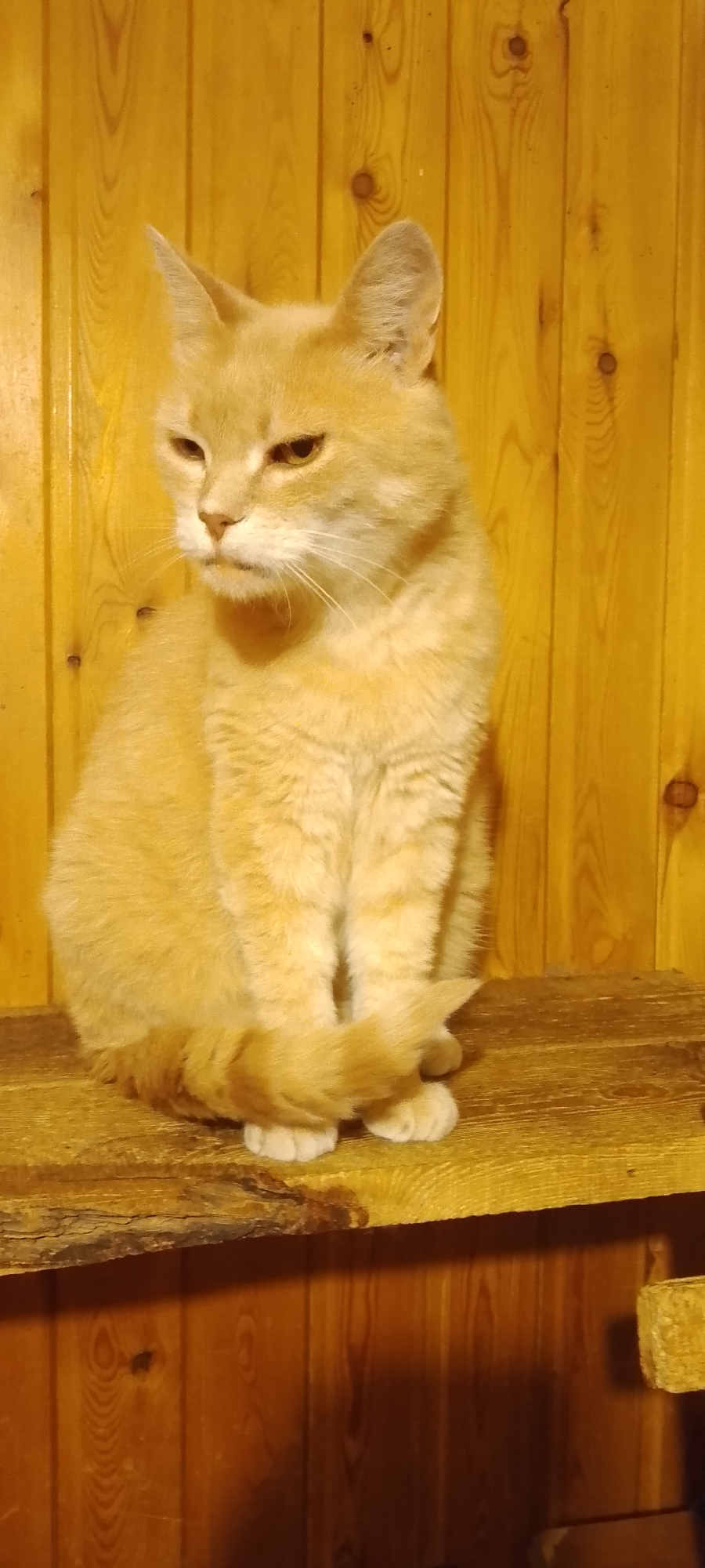 A ginger cat is sitting on a wooden shelf against a wooden wall. The cat is facing left and looking downwards with its eyes partially closed. Its tail is curled around its front paws. The wooden wall has vertical planks with visible wood grain and knots. The wooden shelf is rough and appears to be made from a natural wood slab. The lighting suggests an indoor environment, possibly a home. The image does not provide any information about its location in Belgorod, Russia.