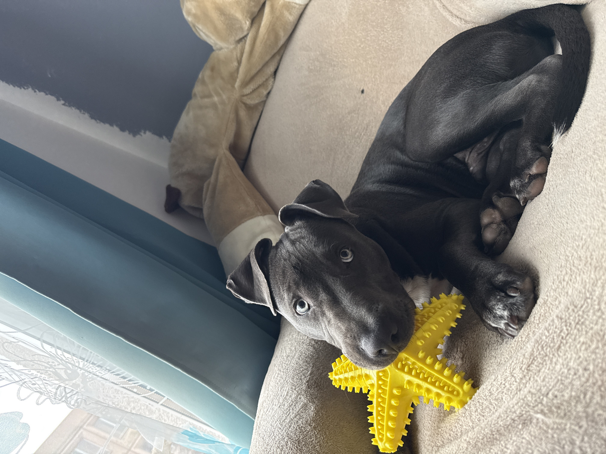 A gray puppy lies on a beige couch, chewing on a yellow, star-shaped toy. The puppy has visible white markings on its paws. A plush tan-colored object is behind the puppy on the couch. A window with a light blue curtain is to the left of the couch. The exact location in Varna, Bulgaria, cannot be determined from the image.