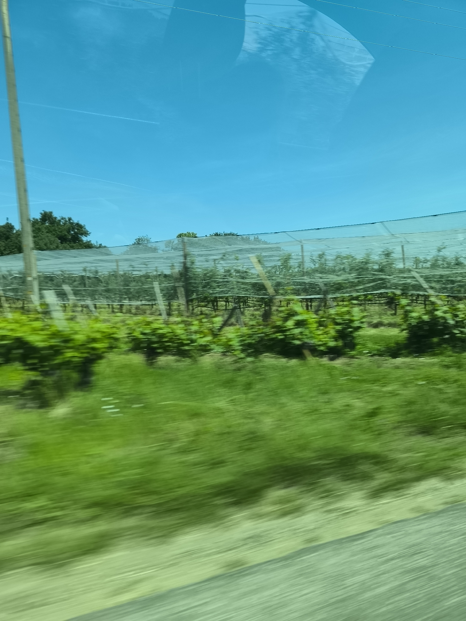 The image depicts a vineyard in the city of Chavanay, France, viewed from a moving vehicle. The foreground is blurred green vegetation, likely grass and low-lying plants, due to motion. Behind the foreground are rows of grapevines, supported by a wooden trellis system and covered with a protective white netting. In the background, trees and a clear blue sky are visible. The perspective is that of someone looking out the window of a car or bus, as evidenced by the motion blur and the angle of the shot.