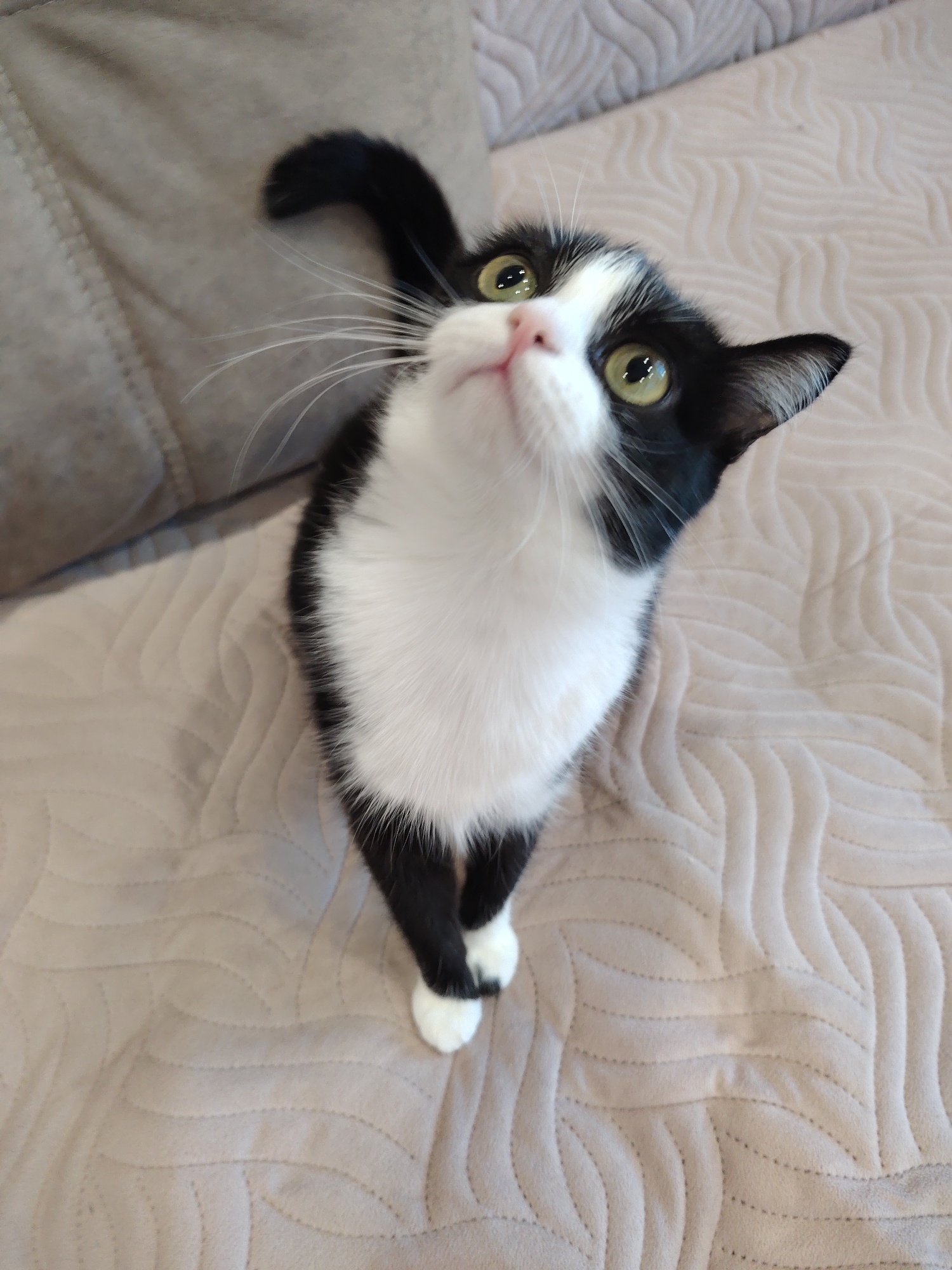 A black and white cat stands on a light beige quilted surface, likely a bed or sofa. The cat is looking upwards, with bright green eyes. It has a pink nose and white whiskers. Its front paws are crossed. The cat is in an indoor environment. The city and location are not specified or known.