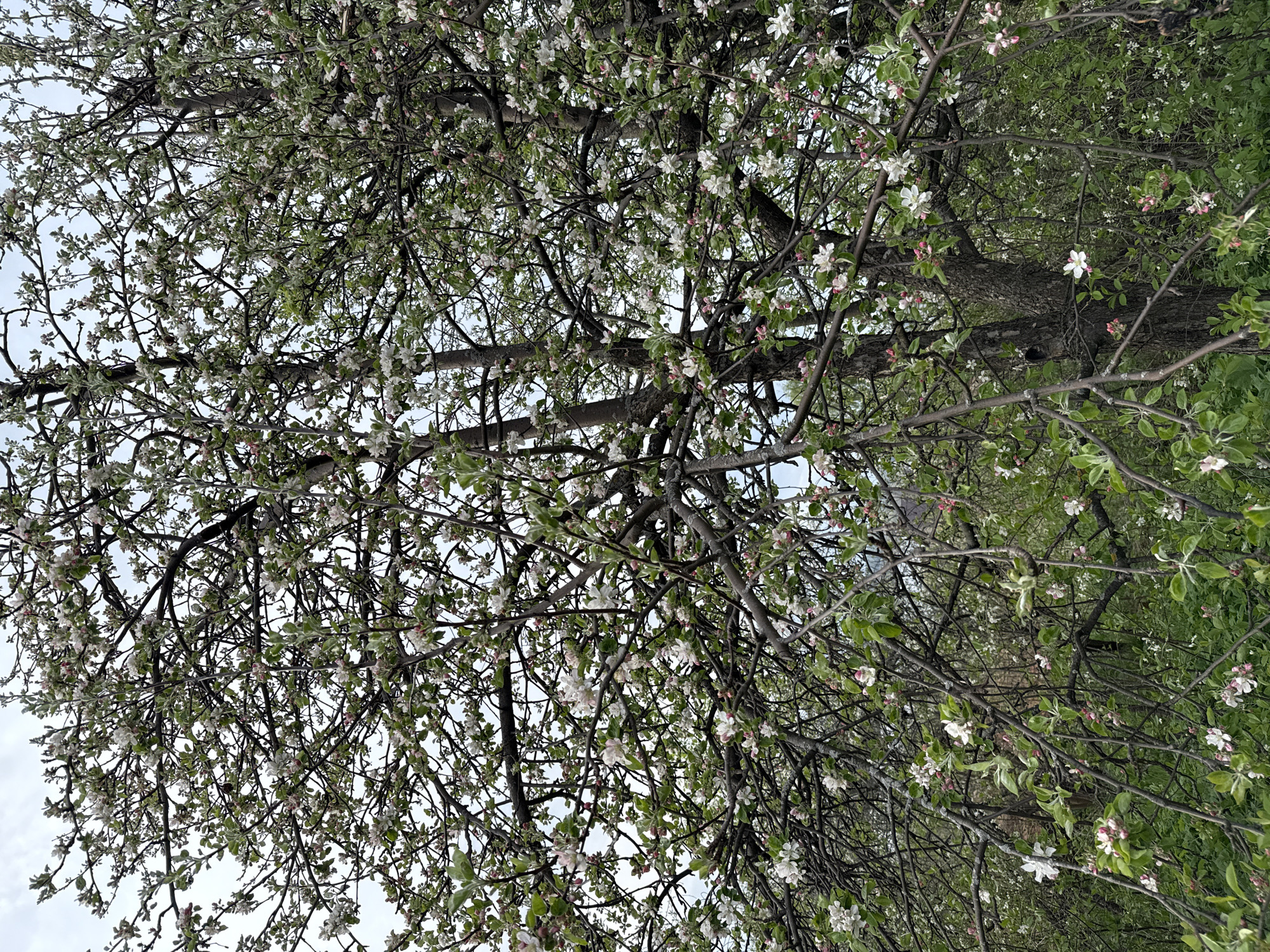 The image shows a tree in full bloom with white and pink flowers against a partly cloudy sky. The tree's branches are intricate and dense. Some green foliage is also visible. The location is not specified in the image and cannot be inferred.