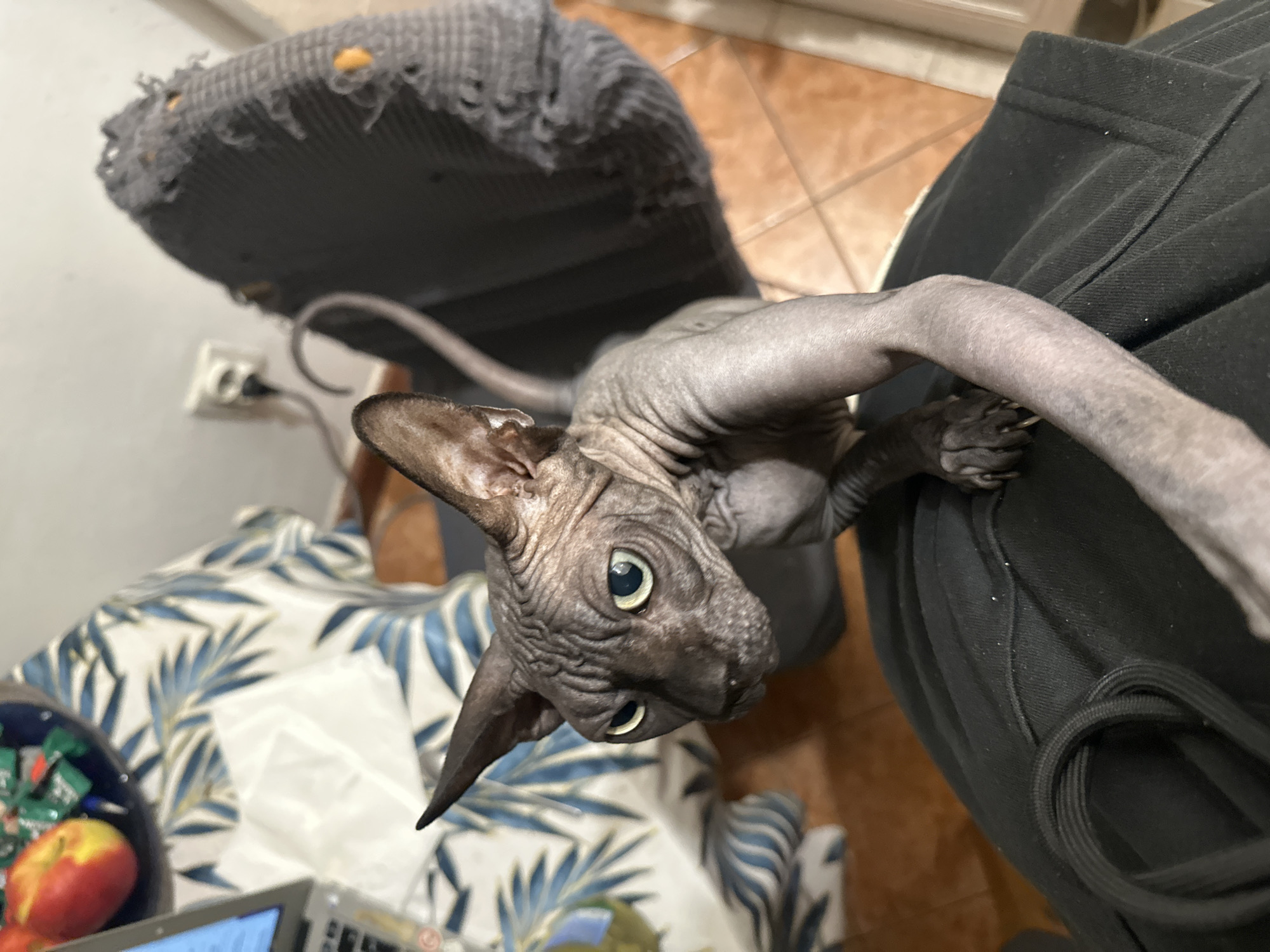 A hairless cat with greenish eyes looks up at the camera. It is standing on a blue and white floral patterned chair and is perched near a person wearing black pants. Part of a gray, tattered chair is visible in the upper left of the image. In the lower left corner, a bowl with fruit and candy, along with a laptop, is visible. The location is not discernible from the image.