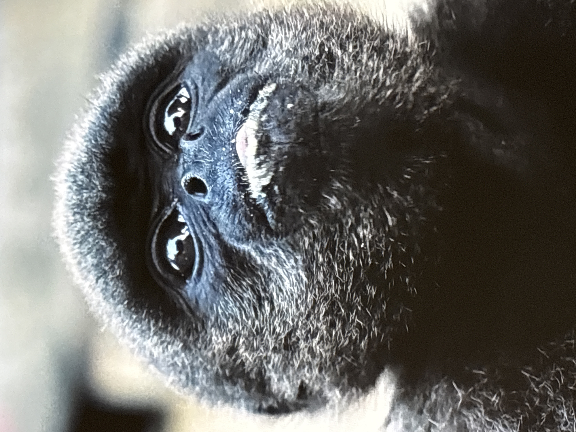 This is a close-up, head-on, eye-level shot of a monkey's face. The monkey has dark, shaggy fur and a black face with large, dark eyes that reflect light. Its mouth is slightly open, revealing a pink tongue and some white debris around its lips. The background is blurred and out of focus, with muted tones of beige and gray, suggesting an outdoor or natural environment. There is no visible location in Barcelona, Spain.