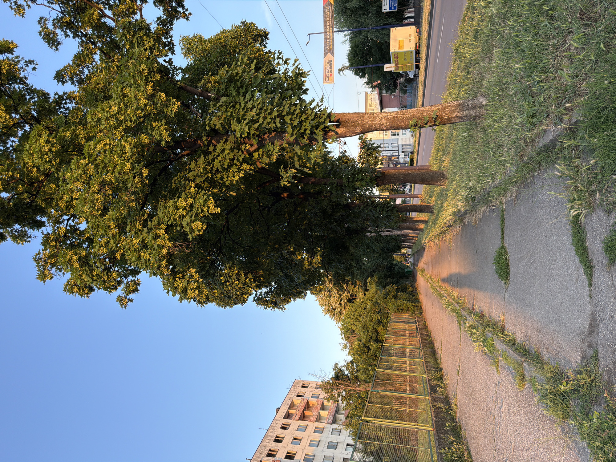 The image depicts a street scene in Pazardzhik, Bulgaria, likely during the late afternoon or early evening, as indicated by the warm, low-angle sunlight casting long shadows. The perspective is from a sidewalk next to a road lined with trees.
On the left side of the image, a chain-link fence runs alongside the sidewalk, with an abandoned, multi-story building visible behind it. The building appears to be in a state of disrepair, with several windows boarded up or broken. Further down the sidewalk, more trees and foliage are present.
The sidewalk itself is made of concrete and shows signs of wear and tear, with grass growing through cracks and along the edges. A distinct shadow of a person is cast across the sidewalk, suggesting someone is walking or standing just out of frame.
To the right of the sidewalk is a road with a single lane of traffic moving away from the viewer. Several trees with full green foliage and what appear to be seed pods or flowers are planted along the edge of the road, casting dappled shadows onto the pavement. In the background, there are more buildings, a yellow truck with signage, and utility poles with wires. A banner is stretched across the road with text, but it is difficult to read clearly from this distance. The sky is a clear, bright blue.
