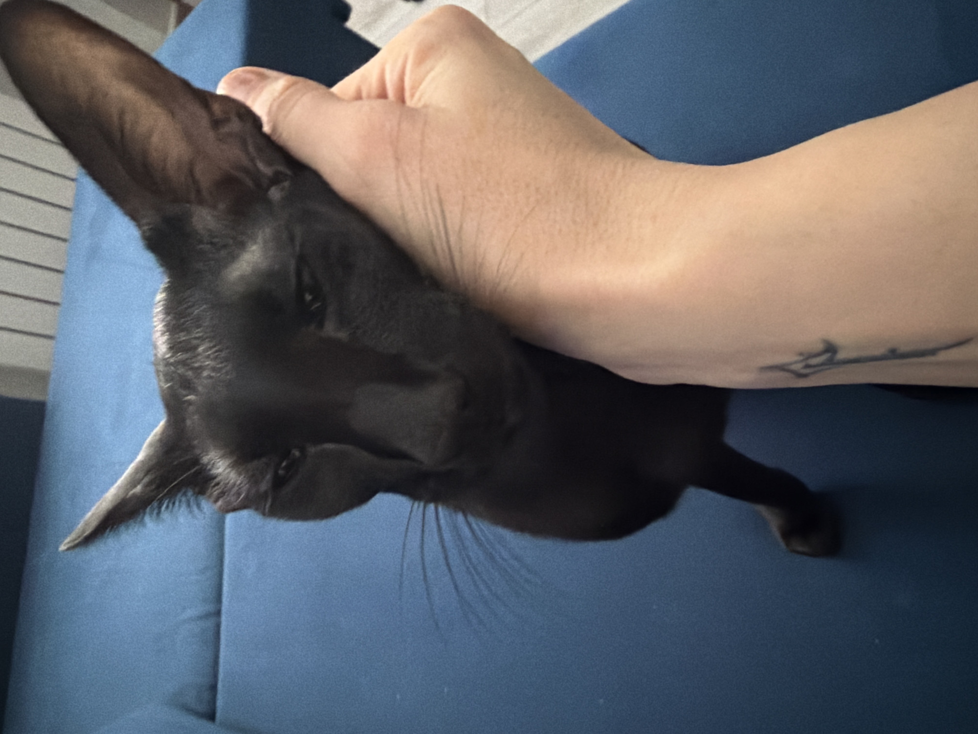 A person's hand rests on the head of a black cat, which is lying on a blue couch. The person's arm, with a tattoo, extends toward the right edge of the image. The cat has large ears and long whiskers. The background is slightly out of focus. There is no indication of the location being Chaikovsky, Russia.