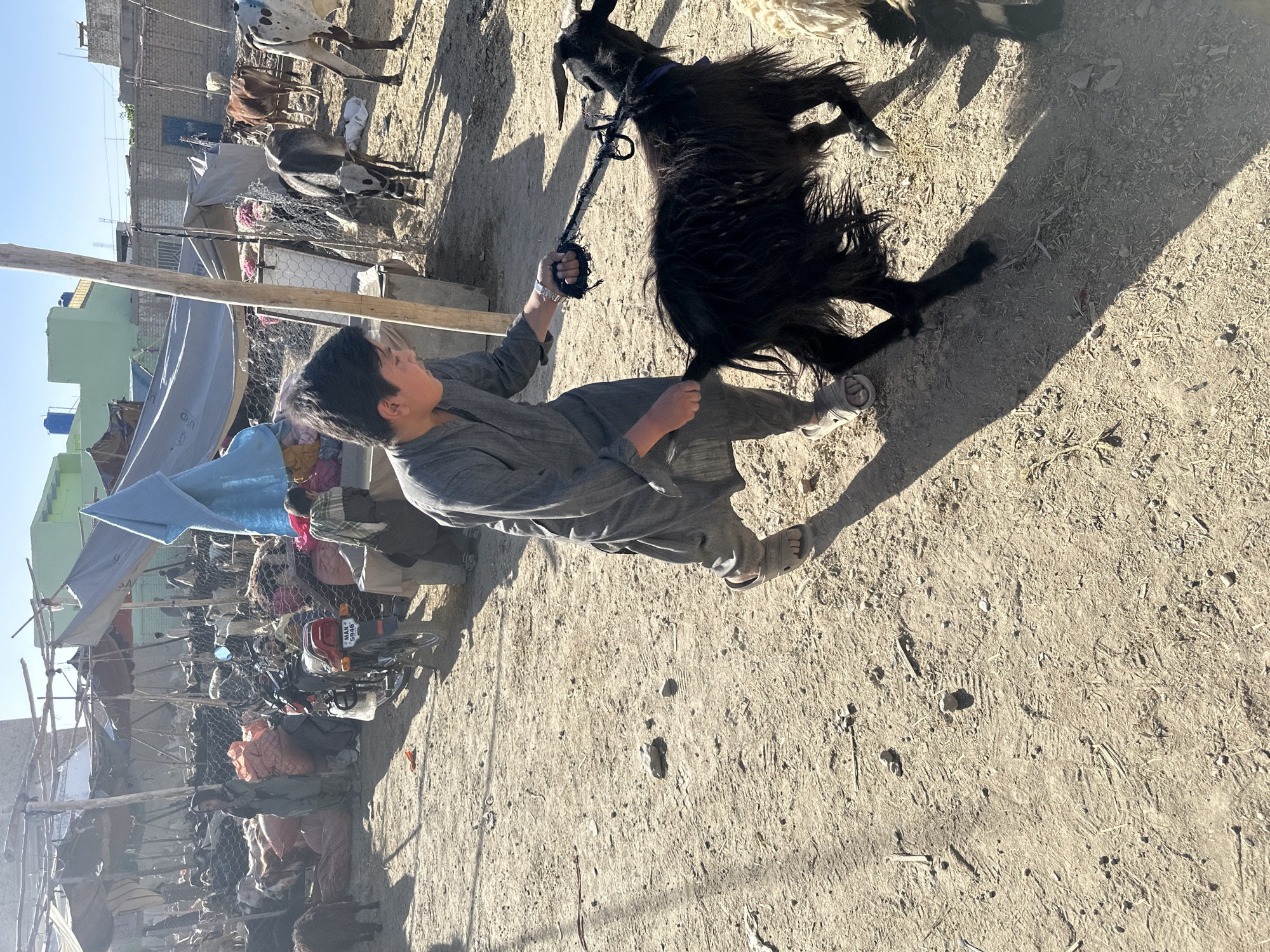 A boy in Quetta City Tehsil, Pakistan, holds the leash of a black goat, pulling its tail as it resists. The area appears to be a livestock market, with other goats, cows, motorcycles, and vendors visible in the background, under makeshift shelters. The ground is bare and dusty.