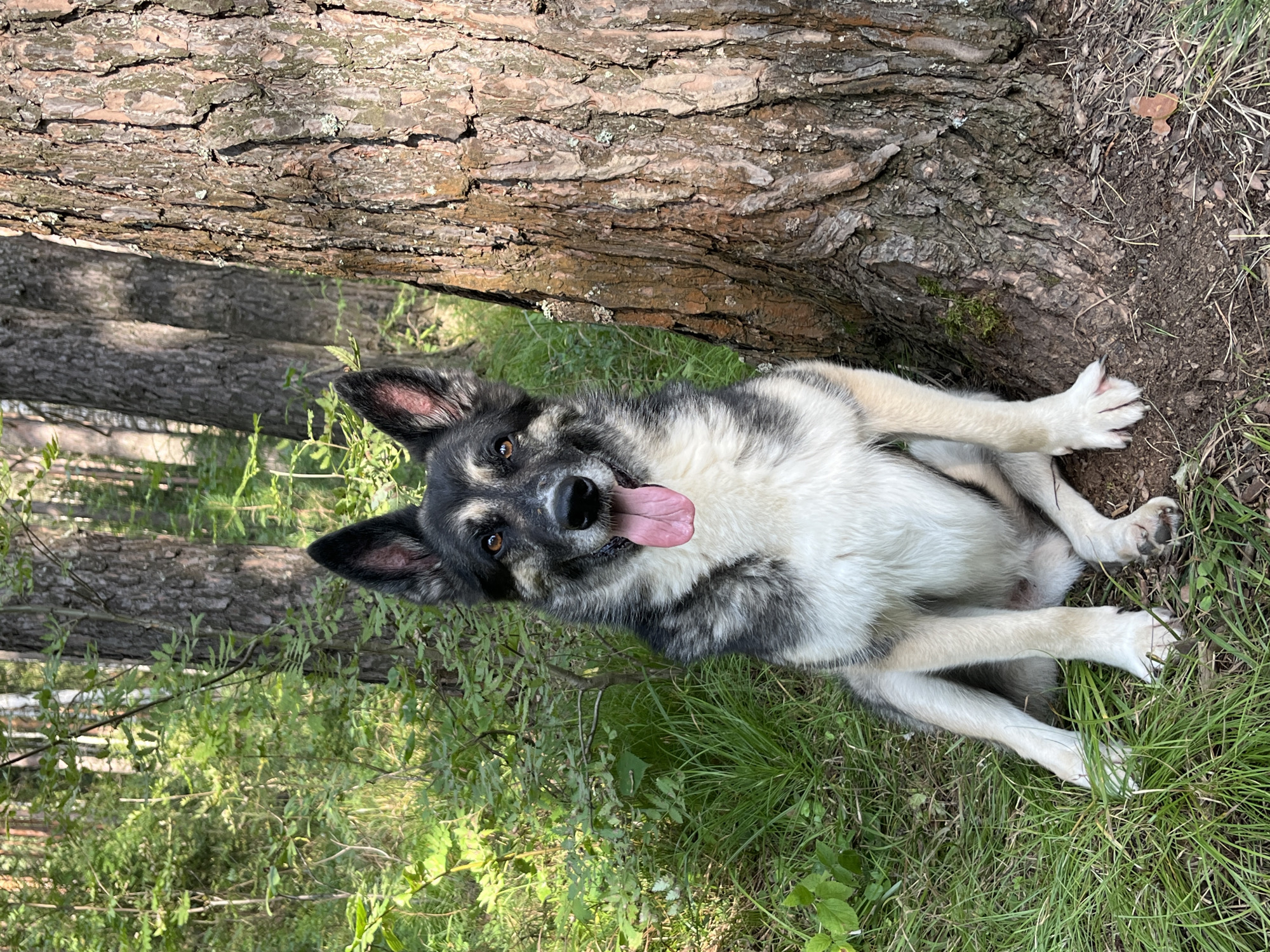 A dog, likely a German Shepherd mix, sits on the ground in a forest. The dog is facing forward, with its tongue out and mouth open. Its fur is a mix of black, gray, and white. The dog's paws are resting on green grass and some dirt. Behind the dog, a large tree trunk with rough bark is visible. The background consists of more trees and foliage, suggesting an outdoor, wooded environment. The lighting indicates it is daytime, with sunlight filtering through the trees. The image does not contain any elements that specifically place it in Nizhny Tagil, Russia.