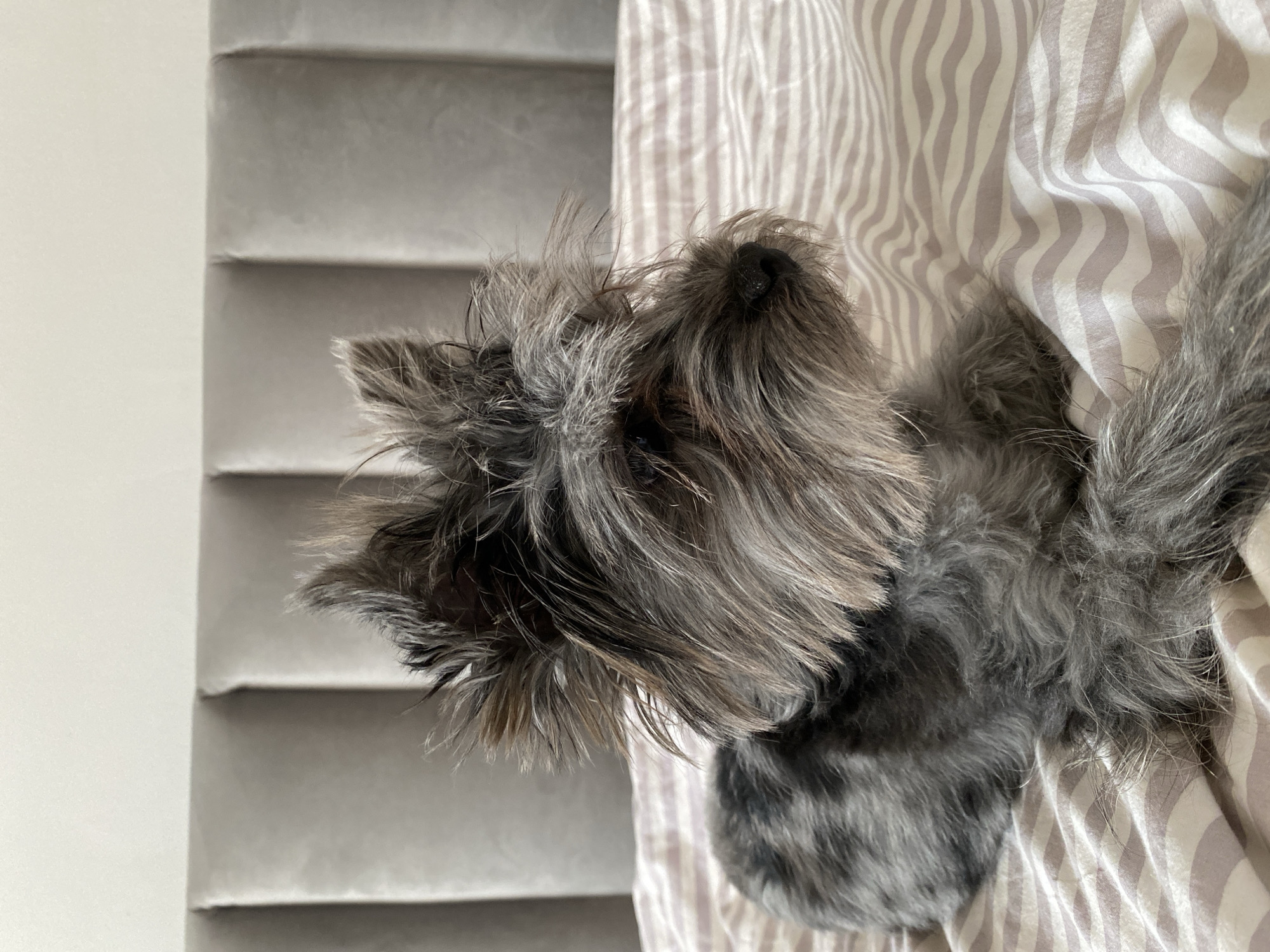 The image shows a gray, long-haired dog lying on a striped bed sheet. To the left of the dog is a gray wall with horizontal lines. There is no discernible evidence in the image to suggest the location is Chaikovsky, Russia. The subject is a dog resting on a bed, next to a gray wall.