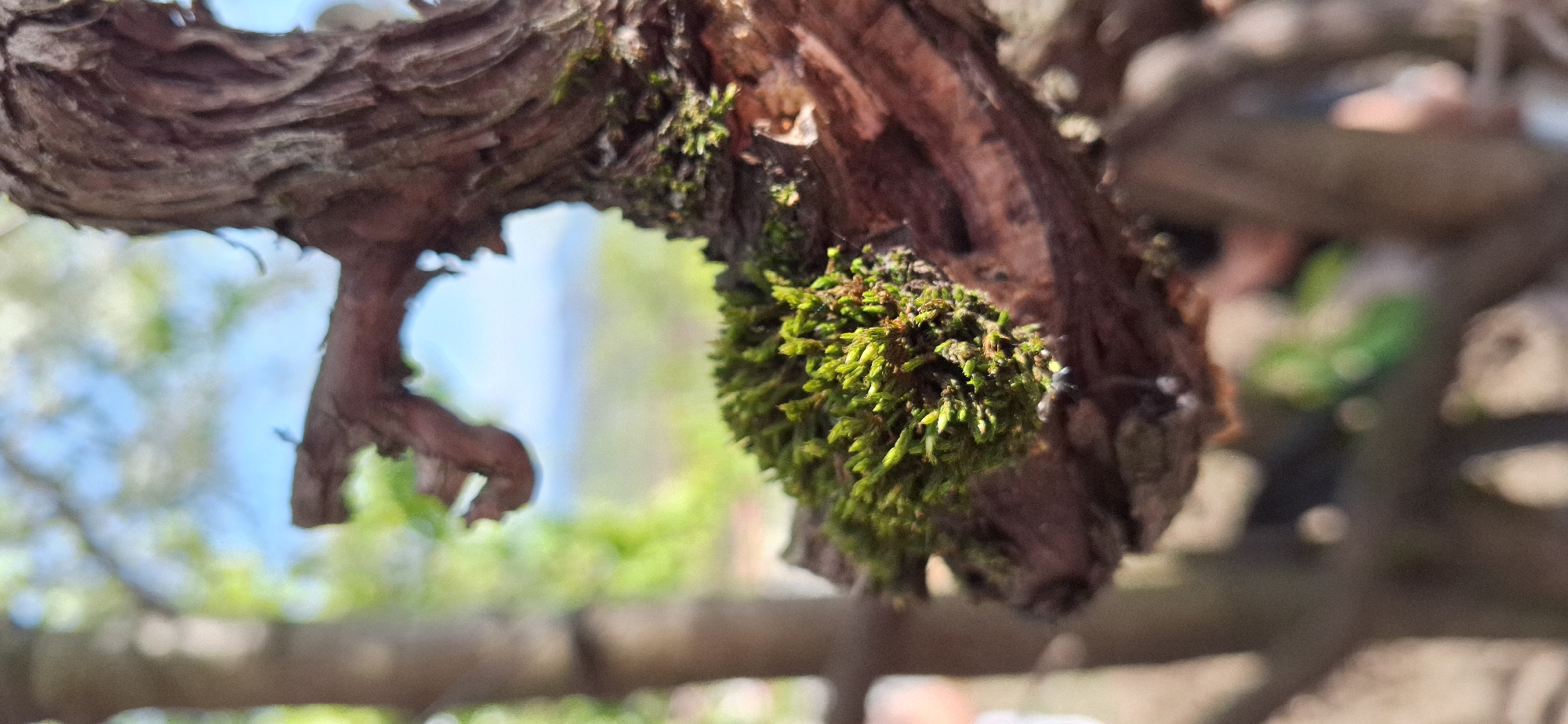 A close-up shot shows a section of tree bark covered in a dense patch of green moss. The bark is textured with deep ridges and grooves. The moss appears to be growing preferentially in a sheltered area of the bark. In the blurred background, glimpses of greenery and sky suggest an outdoor setting. The location is Katuntsi, Bulgaria.