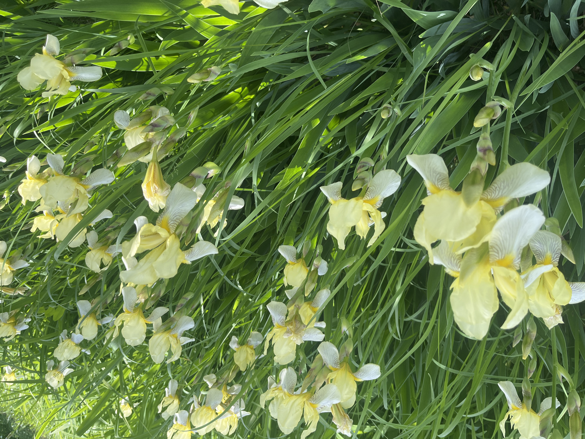 This media file, captured in Новая Тура, Russia, displays a vibrant, dense cluster of irises in bloom and bud. The image is rotated 90 degrees, with the plants appearing to extend diagonally across the frame.
The dominant subjects are numerous iris flowers, characterized by their light yellow petals, often accented with white or faint purple striations and deeper yellow centers. Many of these flowers are fully open, showcasing their delicate structure, while others are still in various stages of budding. The flowers are interspersed with abundant, long, sword-like green leaves, which form a lush backdrop.
The scene is brightly illuminated by natural daylight, indicating a sunny day. Direct sunlight creates luminous highlights on some of the leaves and petals, contrasting with shadowed areas and adding depth to the foliage. No human activity or specific event is taking place; the image captures a moment of natural floral beauty. No text is visible within the frame.