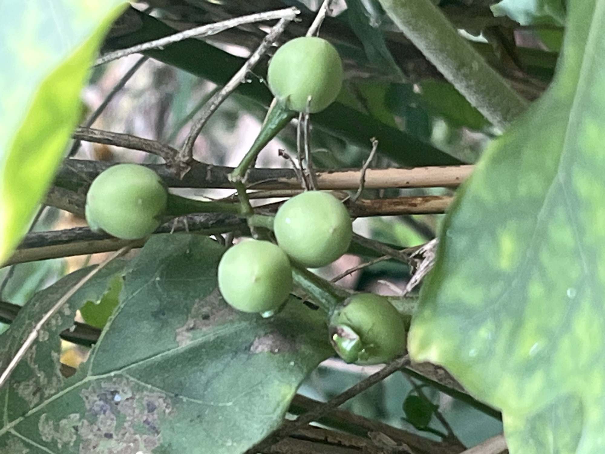 The image displays a close-up view of green, unripe fruits on a plant, possibly a type of eggplant or berry, surrounded by foliage and branches. The fruits are spherical and vary slightly in size, with one fruit in the lower left showing a small green sprout or growth. Some of the leaves exhibit signs of damage or discoloration, with holes and brown spots visible. The background is blurred, suggesting a natural, outdoor setting with dappled light filtering through the leaves. The scene is set in Meliau Hulu, Indonesia.
