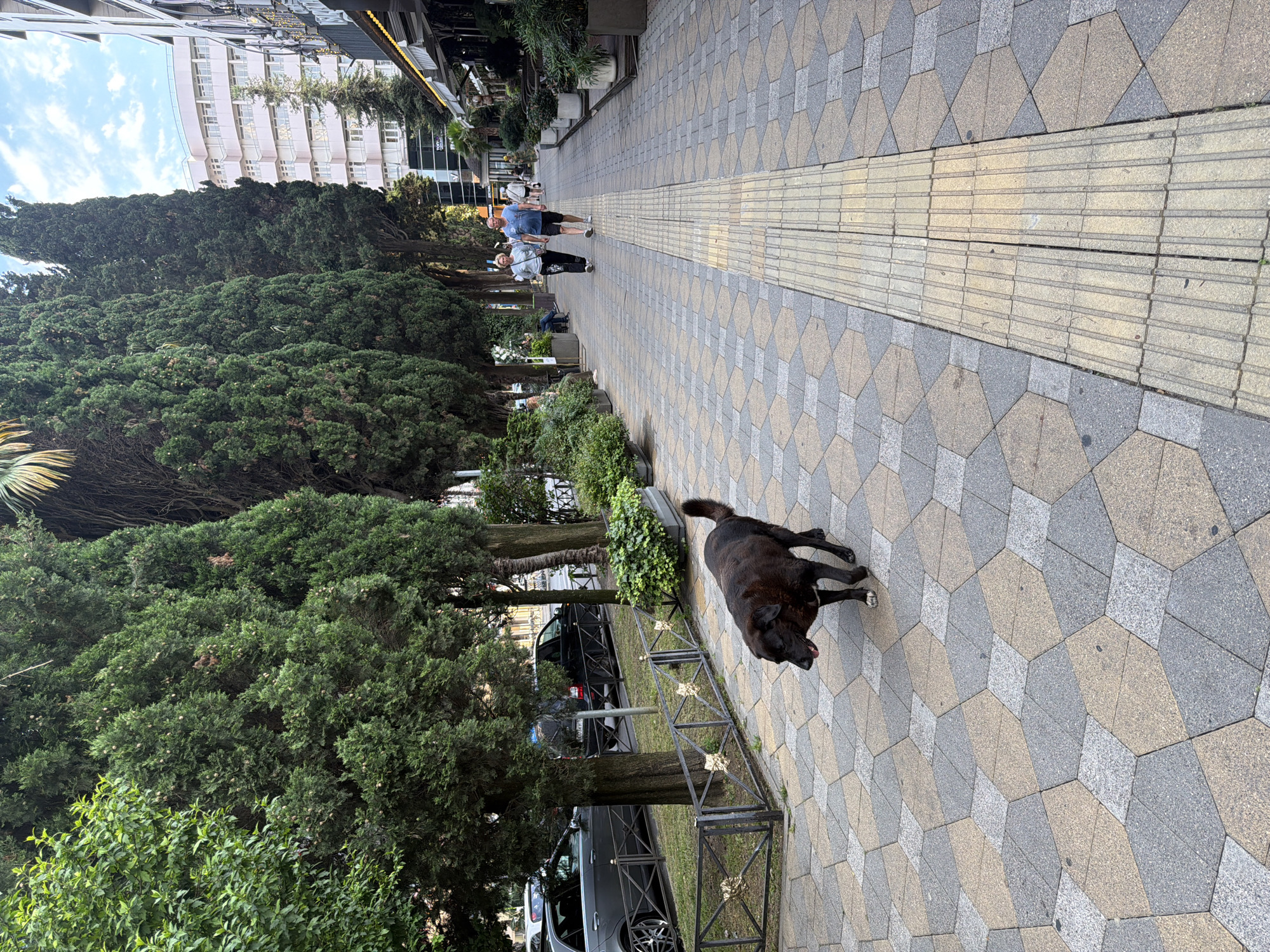 A black dog is walking on a tiled sidewalk. The sidewalk has a pattern of light brown and gray hexagonal tiles. A raised tactile paving strip runs along the middle of the sidewalk. In the background, there are tall green trees lining the sidewalk. Beyond the trees, a large white building with many windows can be seen. There are a few people walking on the sidewalk in the distance. The sky above is partly cloudy. The scene appears to be outdoors, possibly in a city or resort area. There are cars parked along the side of the road next to the trees. The overall impression is of a pleasant, sunny day.