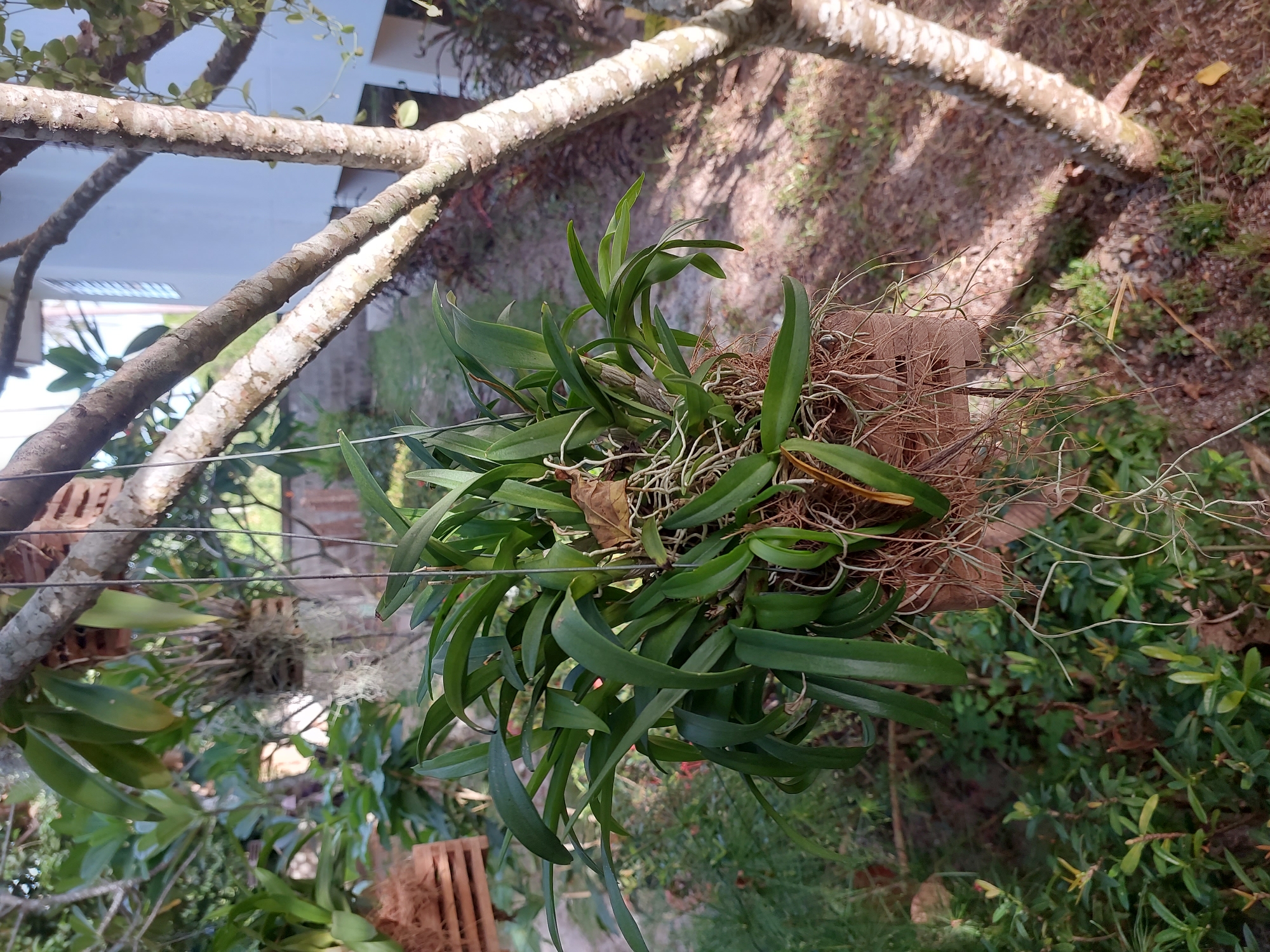The image shows an orchid plant hanging from a tree branch in what appears to be a garden or outdoor setting. The orchid has long, green leaves and visible aerial roots. It is planted in a wooden basket lined with coir. In the background, other plants and trees are visible, along with a glimpse of a white building. The lighting suggests it is daytime, with sunlight casting shadows on the ground. The location is identified as Baan Mae Nam, Thailand. There are no people or animals visible in the image.