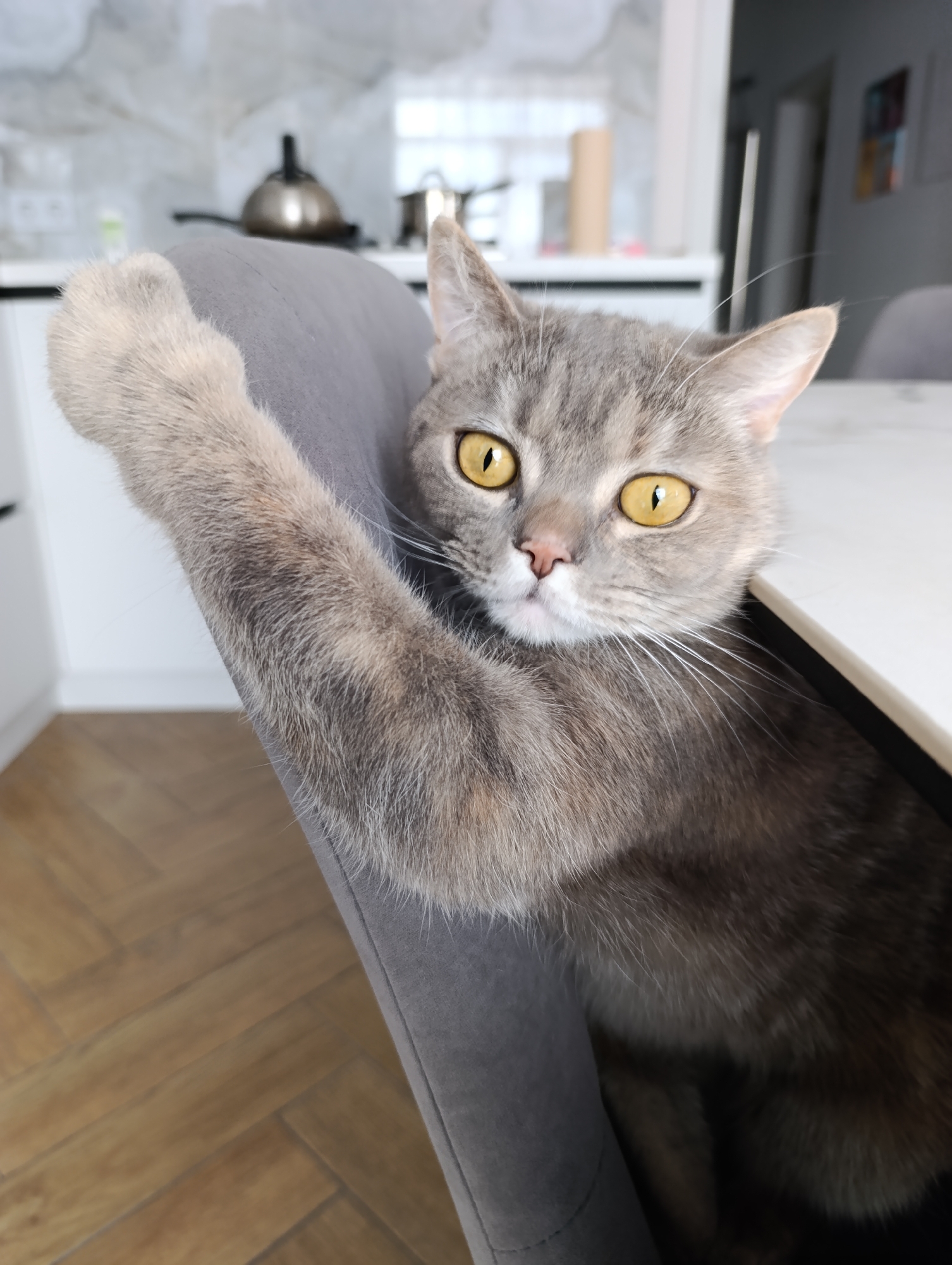 The image shows a gray cat with yellow eyes sitting in a gray chair with its paw raised. The background includes a kitchen setting with a white countertop, cabinets, and a kettle. The location in the city of Chaikovsky, Russia, is not verifiable from the image.