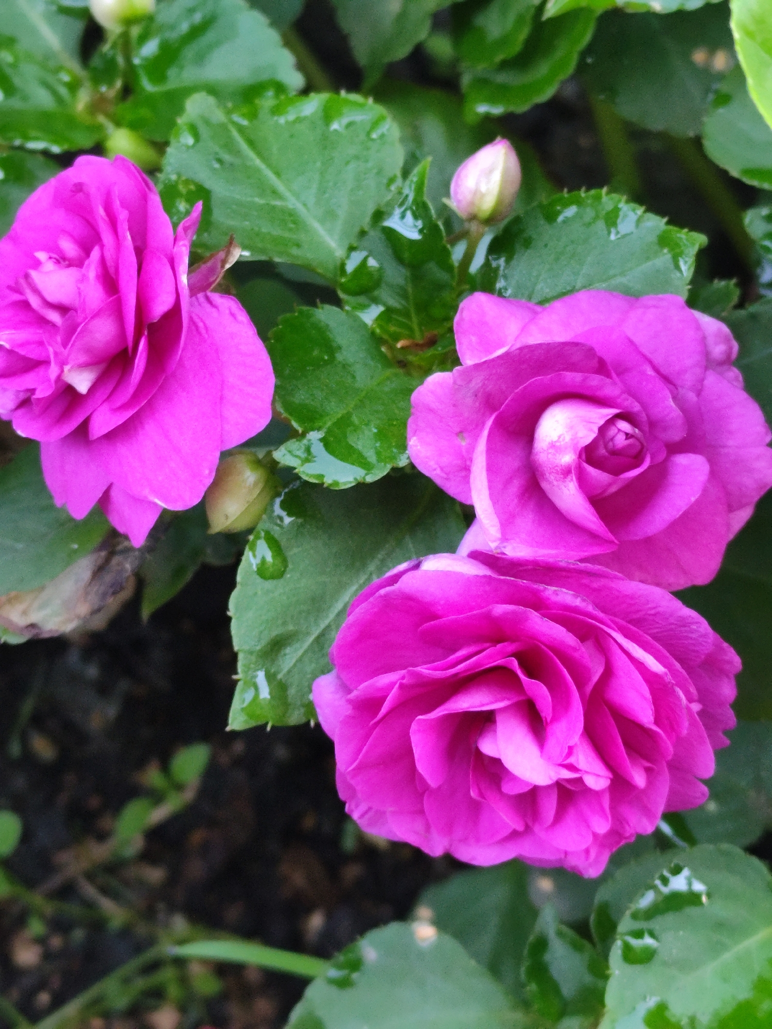 Three vibrant pink impatiens flowers are in focus against a backdrop of lush green leaves, some of which are wet, suggesting recent rain. A small, closed bud of the same flower type is visible to the upper right of the image, with other blurred green foliage and dark soil in the background. The scene depicts the natural beauty of a garden in Barlaksky, Russia.