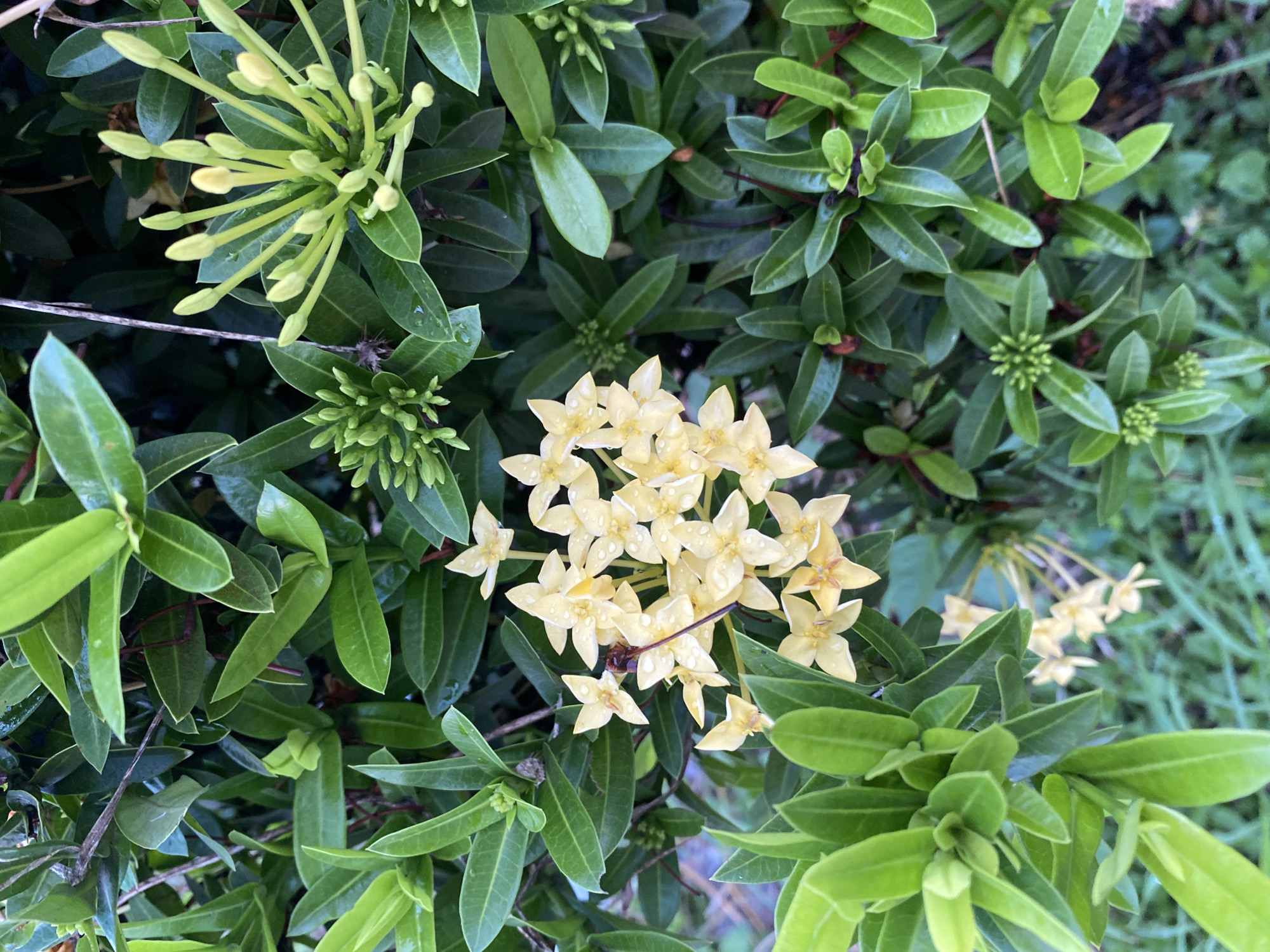 The image shows a close-up view of an Ixora plant with clusters of light yellow flowers in full bloom. The plant has dark green, glossy leaves. Some leaves and flowers have water droplets, possibly from rain or watering. Immature flower buds are also visible. The setting appears to be outdoors. While the request indicates the location is Davao City, Philippines, there's nothing in the image itself to confirm this.