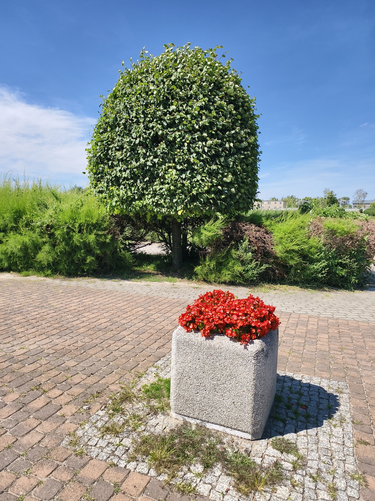 A large, rounded green tree stands in the background of an outdoor scene. In front of the tree are dense green bushes. In the foreground, a stone planter box is filled with bright red flowers. The planter box sits on a brick-paved walkway. The sky above is blue with a few scattered white clouds. The scene appears to be in a park or public garden.