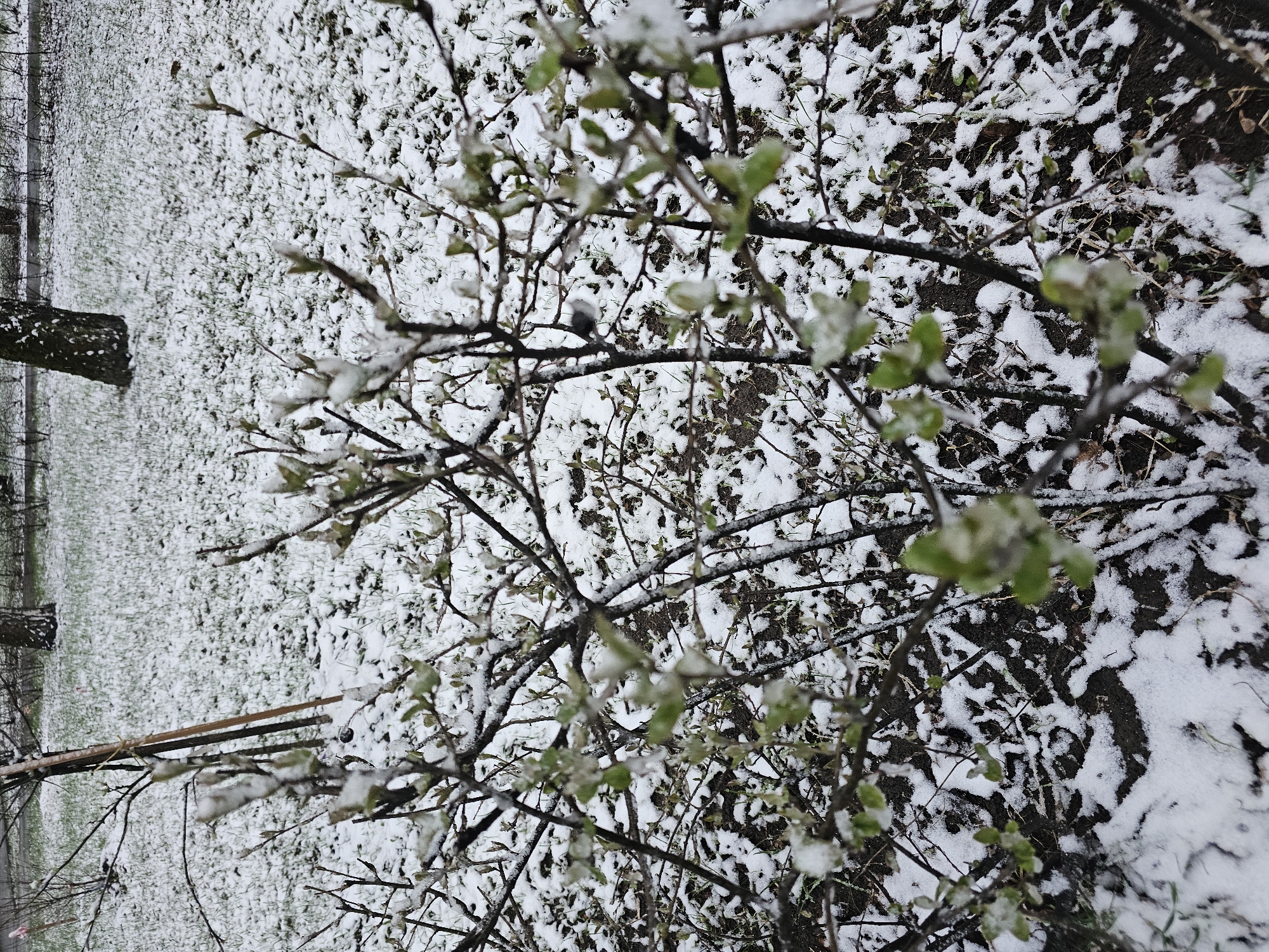 The image depicts a scene of snow covering the ground in what appears to be a park or wooded area. Thin branches with small green buds are visible in the foreground, lightly coated with snow. The ground is a mix of grass, dirt, and leaf debris, with patches of snow covering much of the surface. In the background, tree trunks are visible, and the snow cover extends towards what might be a distant edge of the park or a road. The photograph was taken in Khimki, Russia. There are no people visible in the image.