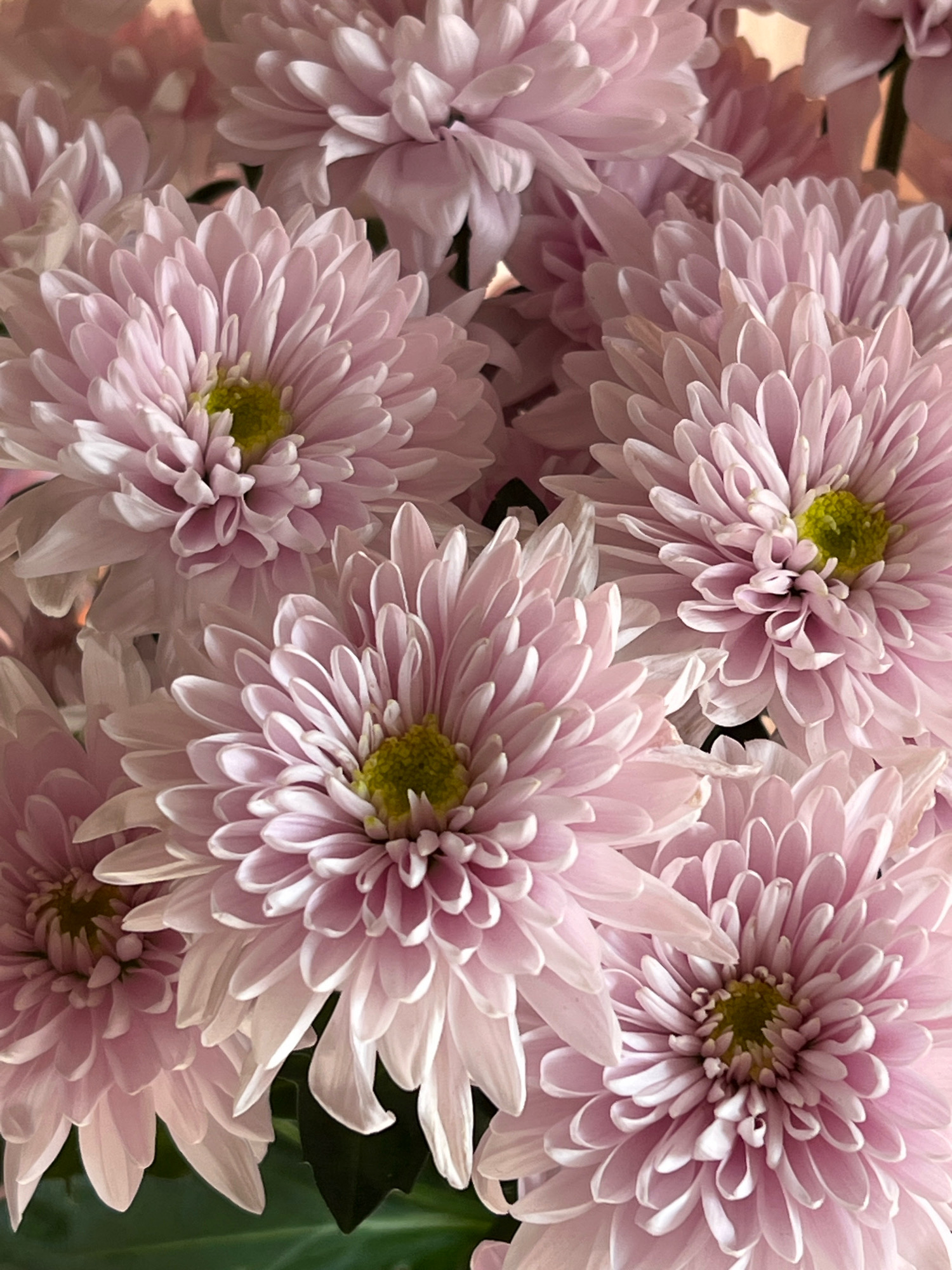 A close-up, overhead shot showcases a bouquet of pale pink chrysanthemums with bright yellow centers. The flowers are densely packed, with their petals overlapping and creating a soft, layered effect. The lighting casts subtle shadows, highlighting the delicate texture of the petals. Some dark green foliage is visible at the bottom of the frame, providing a contrasting backdrop. The image is a still life, with no people or actions depicted. The scene is devoid of any identifiable landmarks or contextual information that would allow for pinpointing a specific location within the city of Orsha, Belarus.