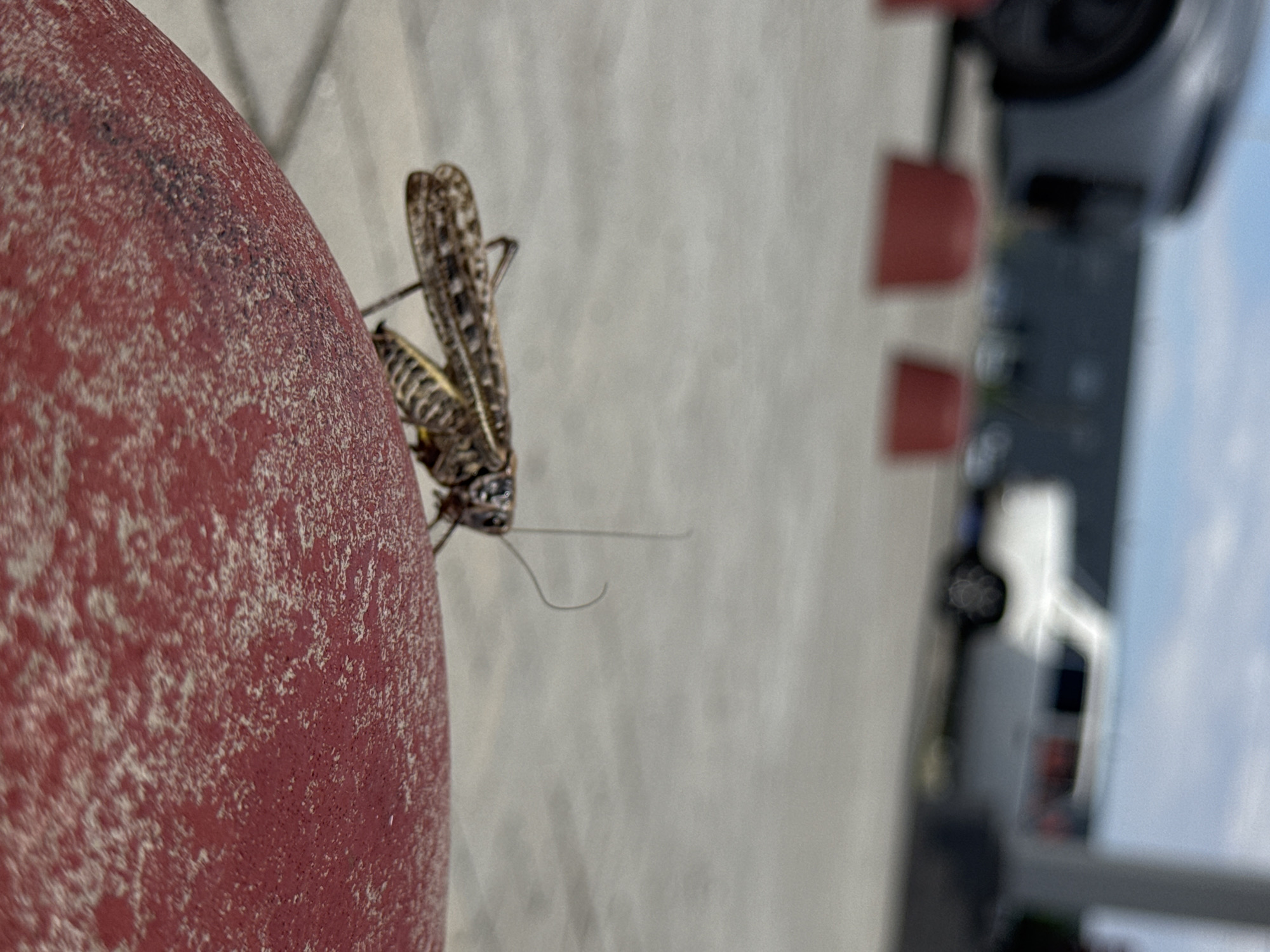 A macro shot features a close-up of a small insect perched on a textured, red, curved surface, possibly a piece of equipment or a cylindrical object. The insect has a patterned, segmented body and large, delicate wings. Its antennae are thin and extend outwards. In the background, the scene is blurred, suggesting a shallow depth of field. Visible are hints of industrial elements, including red and dark gray rectangular objects, possibly parts of machinery or structures. The overall setting appears to be outdoors, with a light-colored, possibly paved or sandy ground. The lighting suggests it could be daytime, with natural light illuminating the scene. The image is oriented vertically. There is no visible text in the frame. The provided location context of Ipatovo, Russia, offers no specific visual cues within the image itself.