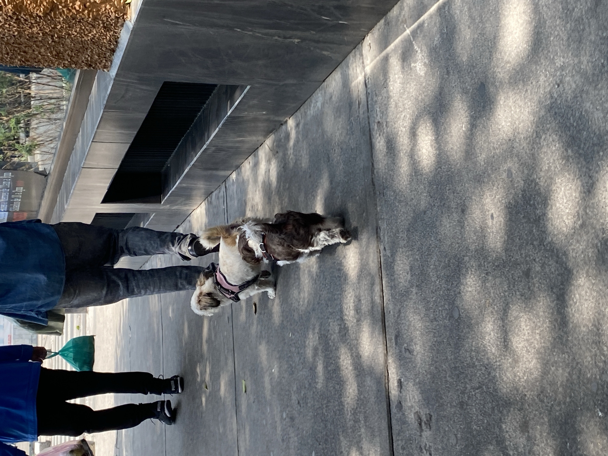 A medium, eye-level shot depicts a dog on a leash being walked on a paved walkway. Two people are visible, one wearing a blue shirt, black pants, and black shoes, holding a green plastic bag. The other person wears a denim shirt and black pants with black shoes. A small brown and white dog is wearing a harness. The walkway is a gray concrete material. To the left, there is a modern, dark gray structure with linear openings. Above the structure, there is an organic surface of brown vegetation. This scene could be in Mexico City, Mexico.