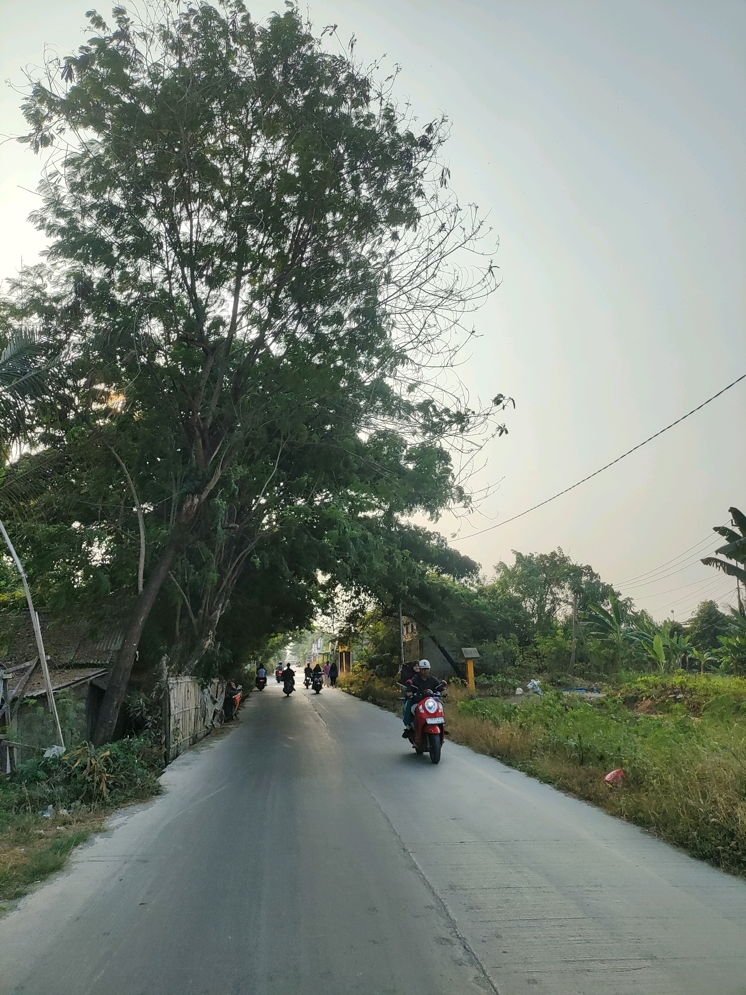 The image depicts a paved road in Kertamukti, Indonesia, bordered by lush vegetation and trees. On the left side of the road, a large tree with dense foliage overhangs the path, casting shadows. Adjacent to the tree is a wooden fence and a simple structure with a corrugated roof, suggesting a rural or suburban setting. Several individuals are seen riding motorcycles along the road, some in a procession heading away from the viewer. One person on a red scooter is prominently featured in the foreground, riding towards the viewer. The sky is overcast with a soft, diffused light, indicating either early morning or late afternoon. The overall scene conveys a sense of everyday life and transit in a tropical environment.