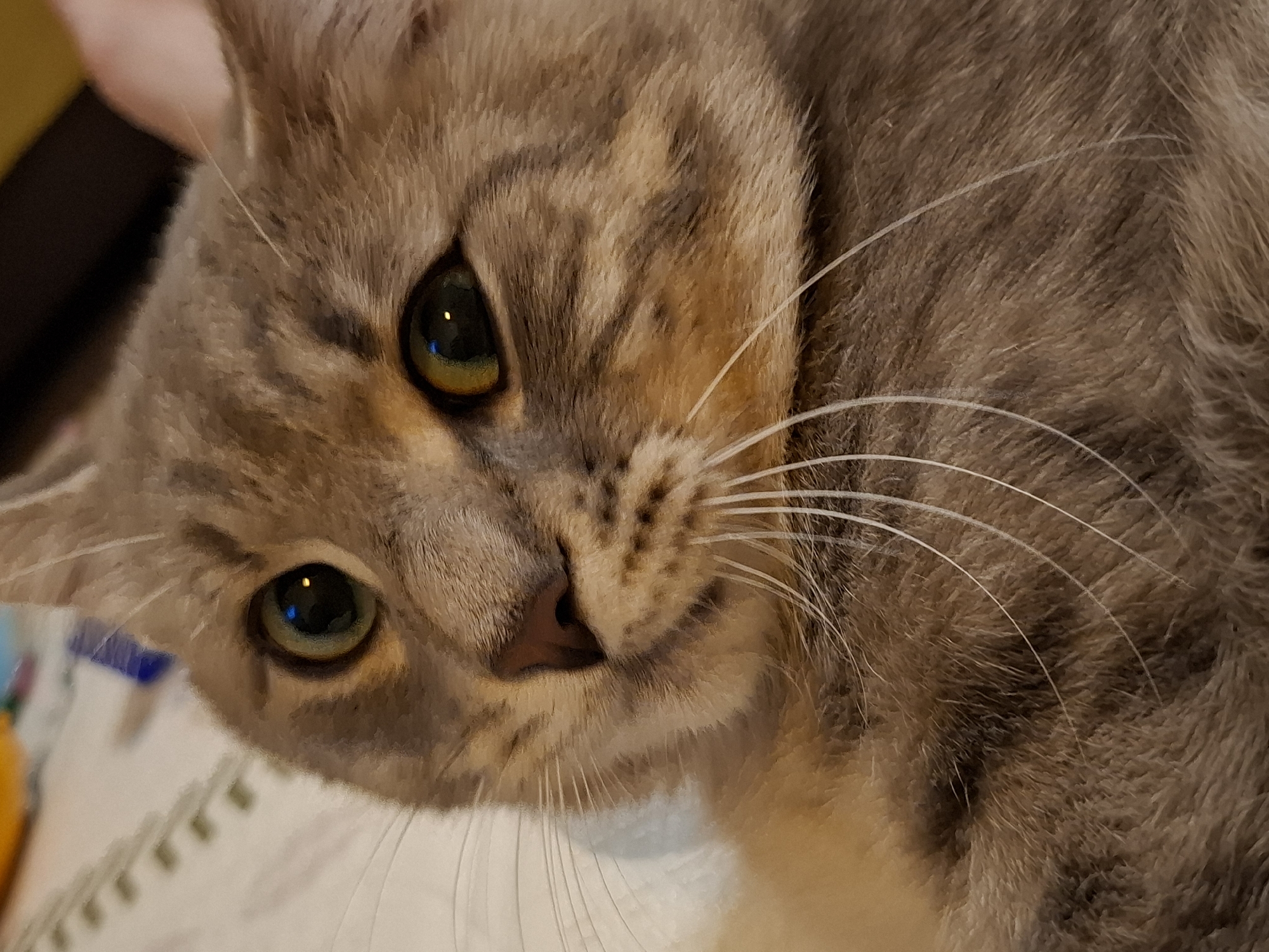 A close-up shot shows the face of a domestic shorthair cat. The cat has green eyes, a pink nose, and tabby markings on its fur. Its whiskers are long and white. The background is blurred, but appears to be a light-colored surface with some colored objects. The image is taken from a slightly low angle.