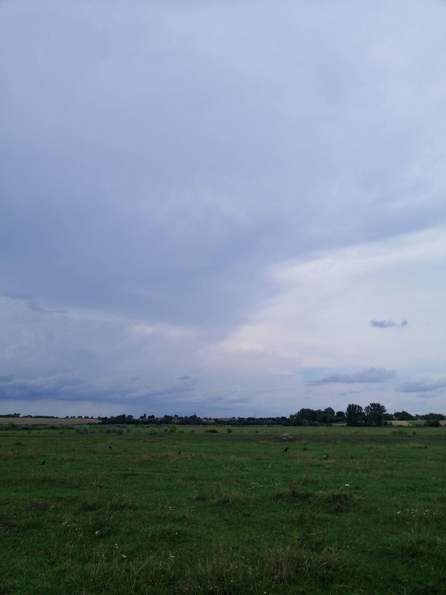 An outdoor, full shot captures a vast, green field under a cloudy, twilight sky. The field, dotted with sparse white wildflowers, stretches towards a distant, treed horizon. The sky is a gradient of pale blue and grey, with darker, heavier clouds gathering on the left. In the middle ground, several dark figures, possibly birds or small animals, are scattered across the field. The treeline in the distance is dense, with some lighter patches of vegetation and structures peeking through. The overall impression is one of a serene, rural landscape at the end of the day.