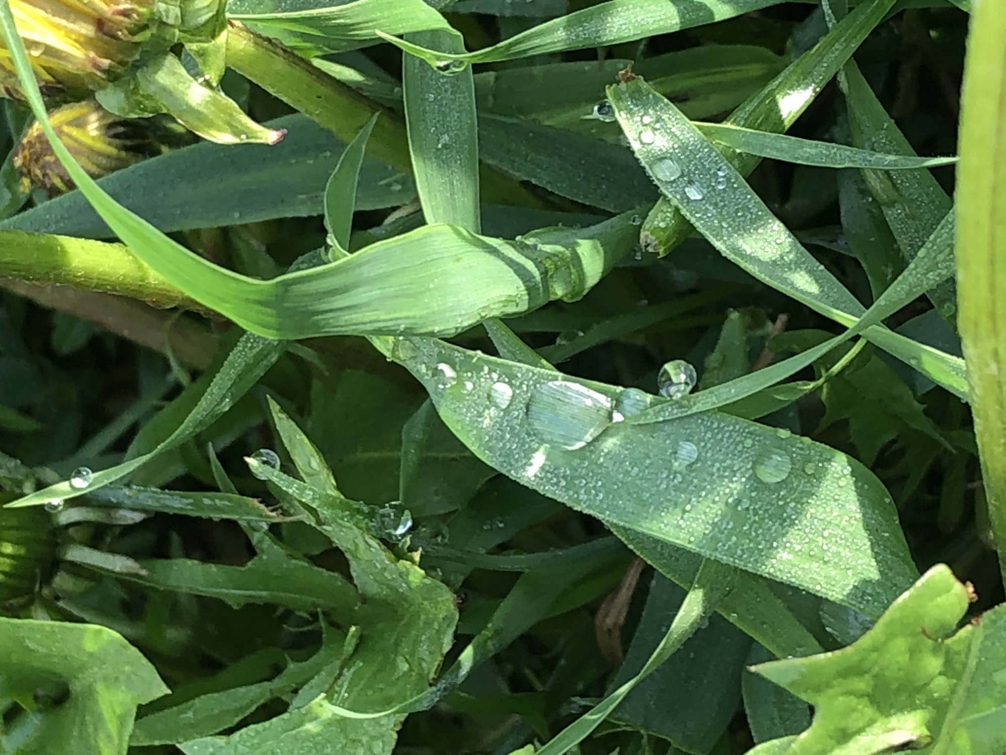 The image presents a close-up view of vegetation, primarily blades of grass, covered in water droplets. The environment appears to be a grassy area, possibly a lawn or field. A dandelion is visible in the upper left portion of the frame. The location is not identified.