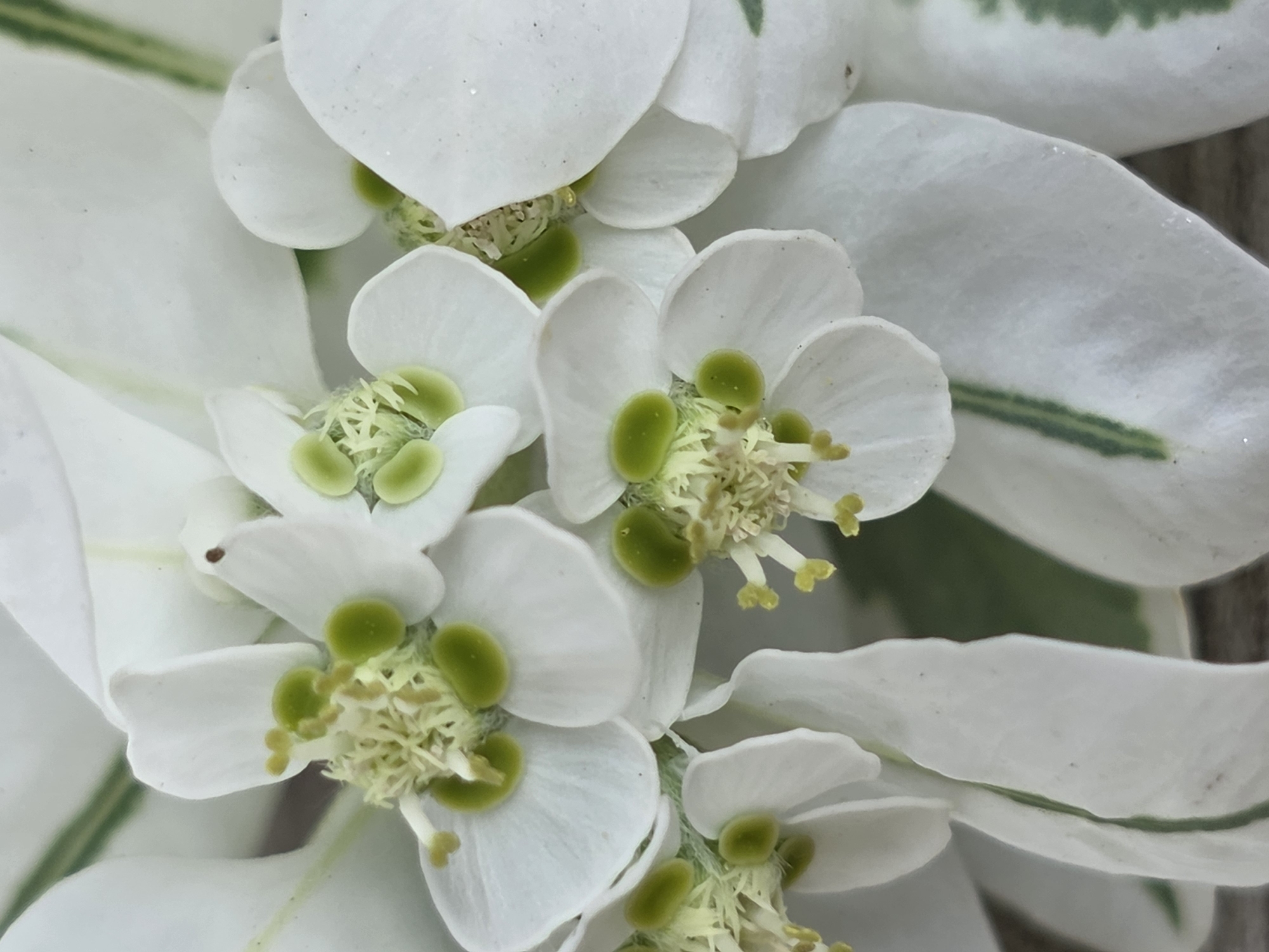 The image is a close-up, vertical shot of white flowers with green centers. The petals are delicate and some are slightly translucent. There are multiple blooms visible, clustered together. The background is out of focus and appears to be a wooden surface. There is no visible indication of the city of Baku, Azerbaijan, or any other specific location.