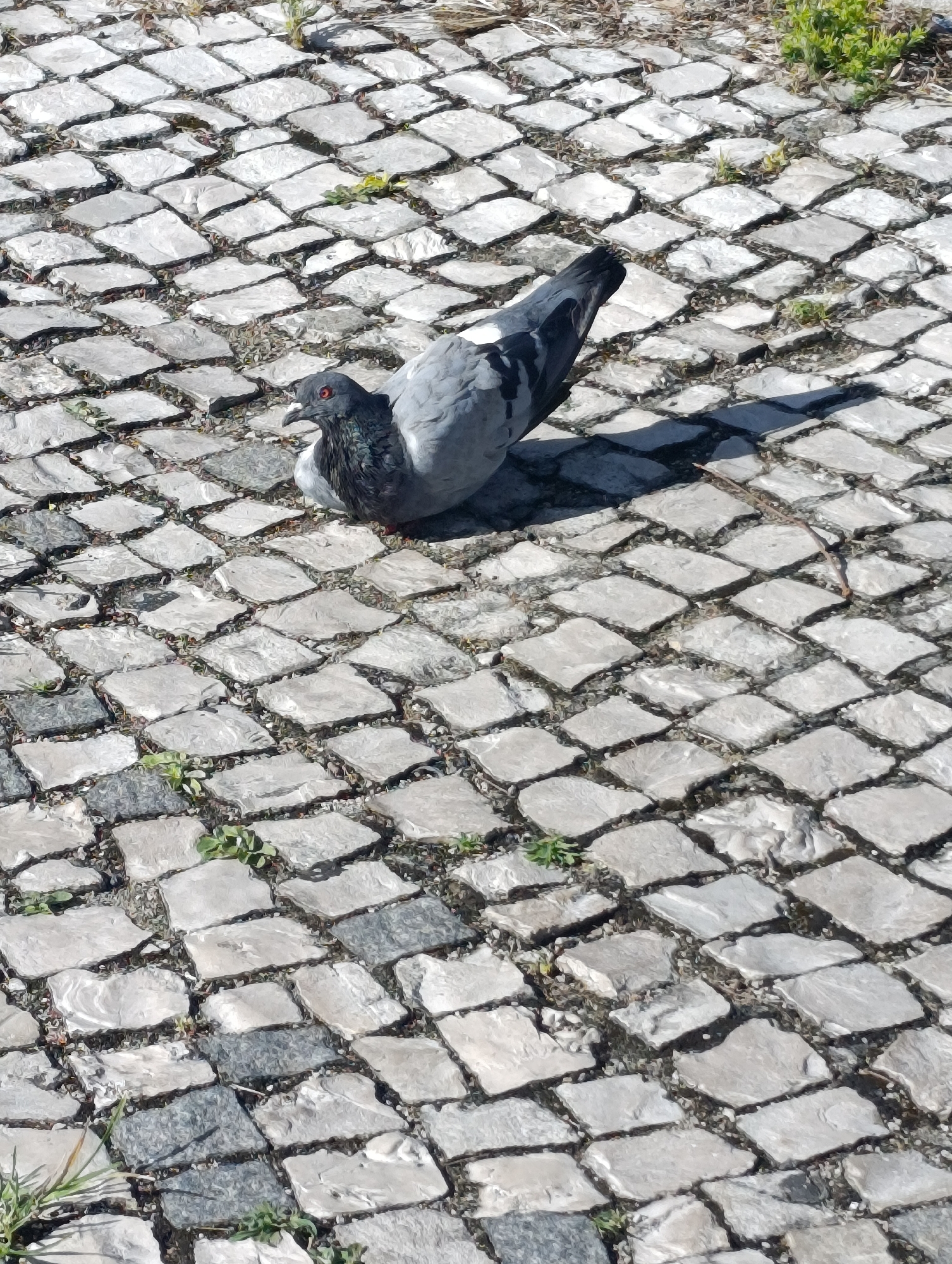 A pigeon with grey and black plumage and red eyes is perched on a cobblestone pathway. The pigeon is facing left with its head turned towards the viewer, and its body is oriented towards the right. The cobblestones are laid in a diamond pattern, with some greenery growing between the stones. The lighting suggests it is daytime, with shadows cast by the pigeon. The scene appears to be an outdoor urban environment.