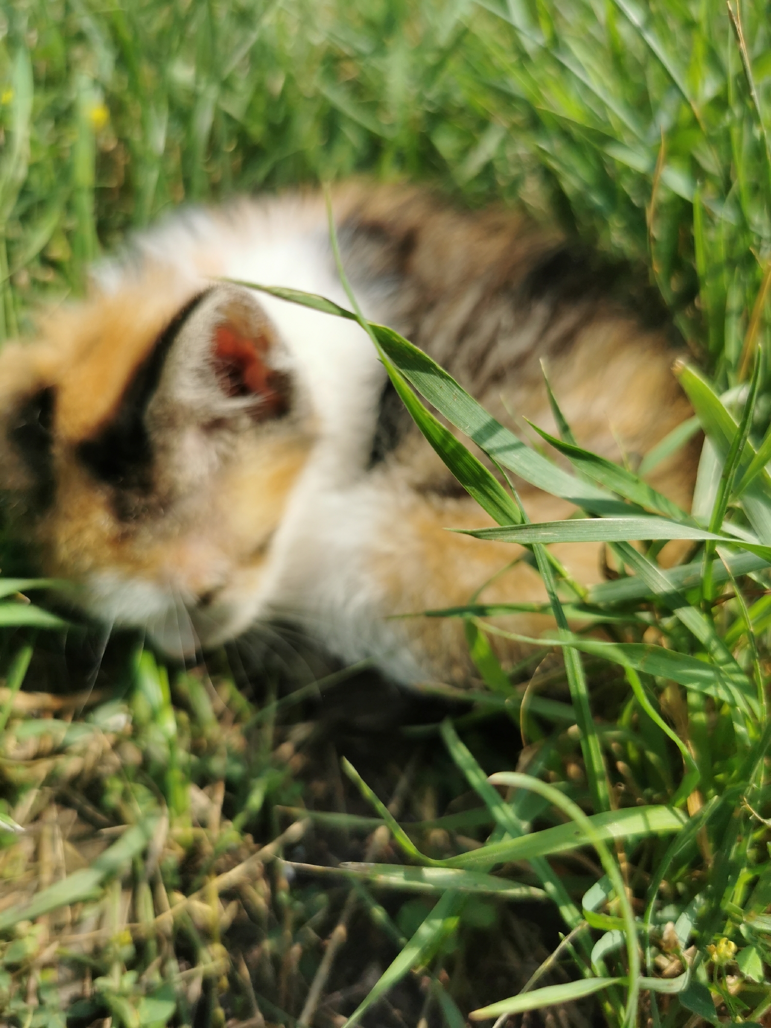 A calico kitten is nestled in tall green grass in a field near Pociumbeni, Moldova. The kitten's face is visible, with patches of white, orange, and black fur. Its eyes are closed, and it appears to be resting. The grass is lush and green, with some blades of grass obscuring the kitten. The sunlight casts shadows on the grass, indicating it is daytime. The background is blurred, but suggests a natural outdoor environment.