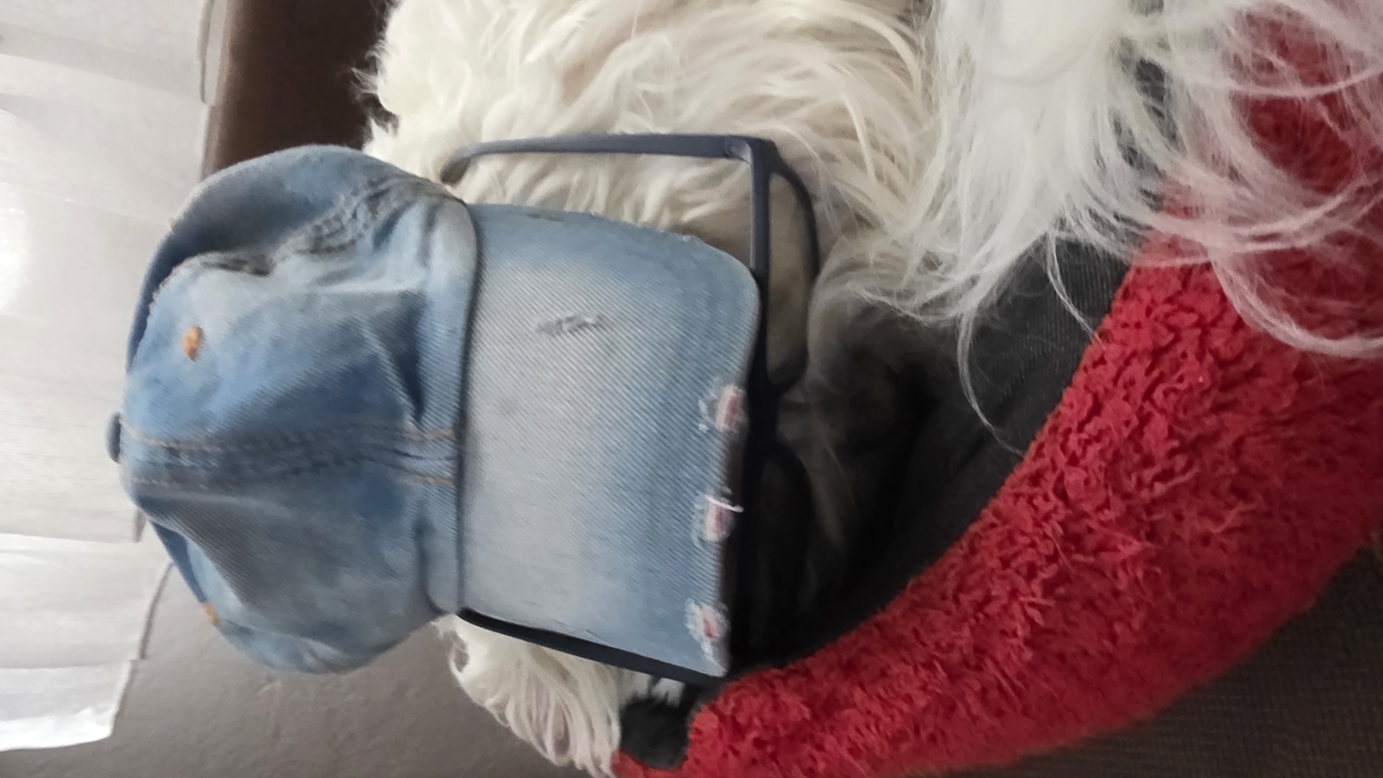 A close-up image shows a light-colored dog with white fur, resting in a red, plush bed or cushion. A light blue denim baseball cap is positioned on the dog's head, obscuring part of its face. The cap has a square, dark-colored frame behind the brim. The environment is unclear. There is no information available to determine the location is Blagoevgrad, Bulgaria.