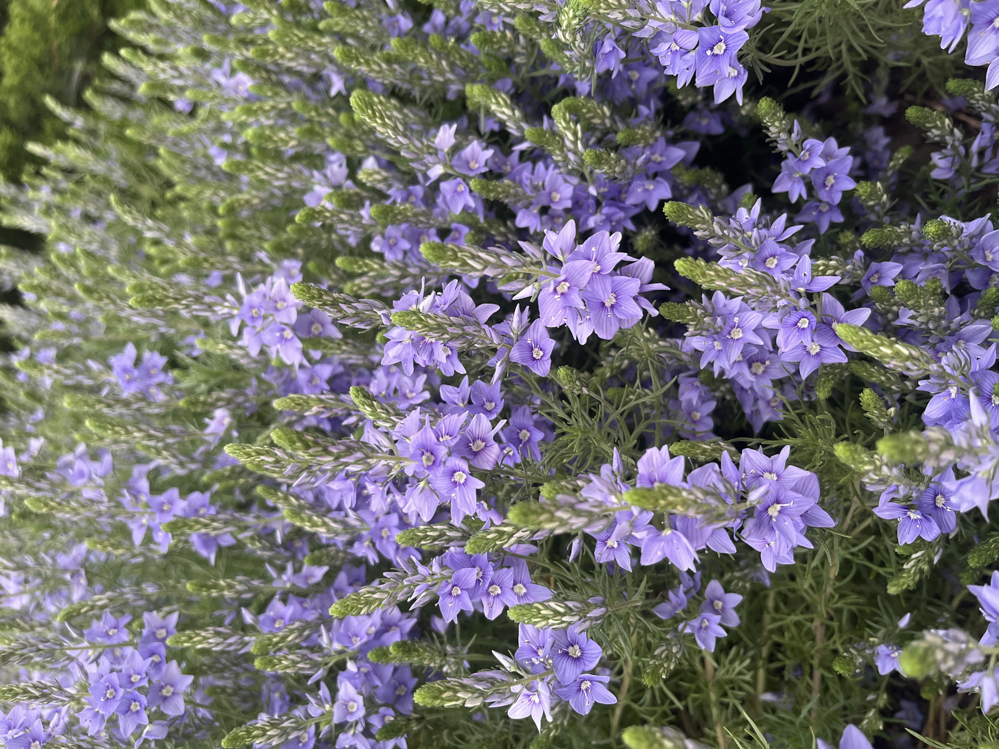 The image shows a close-up of a dense patch of lavender-colored flowers with green, spiky foliage. The flowers appear to be arranged in clusters along the stems. The location in the city of Krasnodar, Russia is not discernible from the visual information provided.