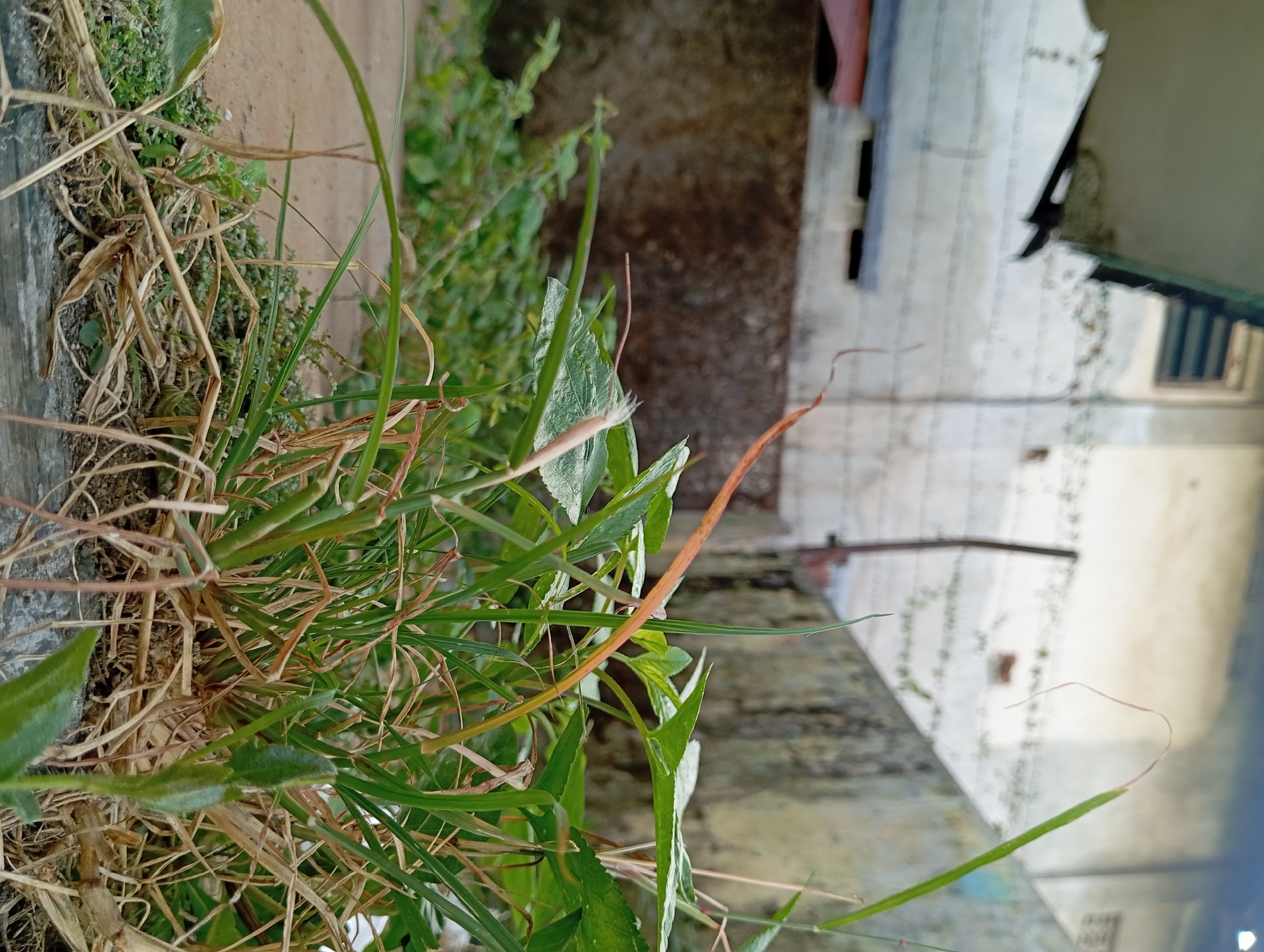 This is a close-up, low-angle shot of dry grass and green plants in front of a weathered, textured wall. In the background, a pale building with horizontal lines and a window is visible. The scene appears to be an outdoor area in Pandaan, Indonesia, possibly a backyard or an abandoned lot, given the debris and unkempt vegetation. There are no people or animals present.