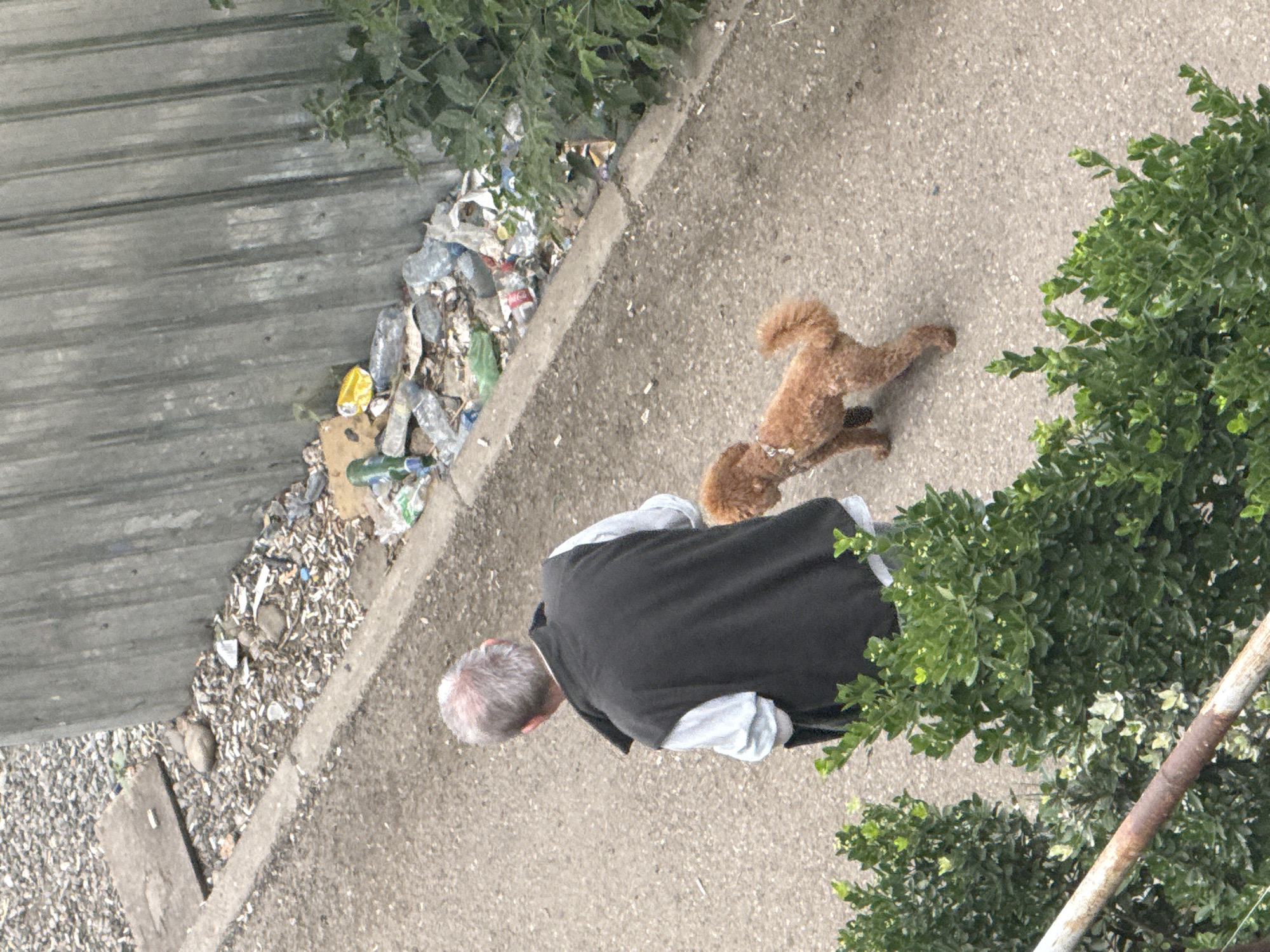 An overhead shot shows an elderly man in a light-colored shirt and dark vest walking a small, reddish-brown poodle. The man is walking on a paved area, and the dog is trotting beside him. In the background, to the right of the path, is a large pile of garbage, including plastic bottles and other debris, situated against a corrugated metal wall. To the left of the path is a grey concrete curb, and beyond that, a patch of gravel and more debris. In the foreground, on the left and bottom of the image, are dense green bushes. The scene appears to be in an outdoor urban setting, possibly an alleyway or a less maintained area of a park. The man and his dog are moving away from the camera. The overall impression is one of a mundane urban moment with signs of neglect in the environment. The prompt does not provide enough context to identify the specific location in Tbilisi, Georgia.