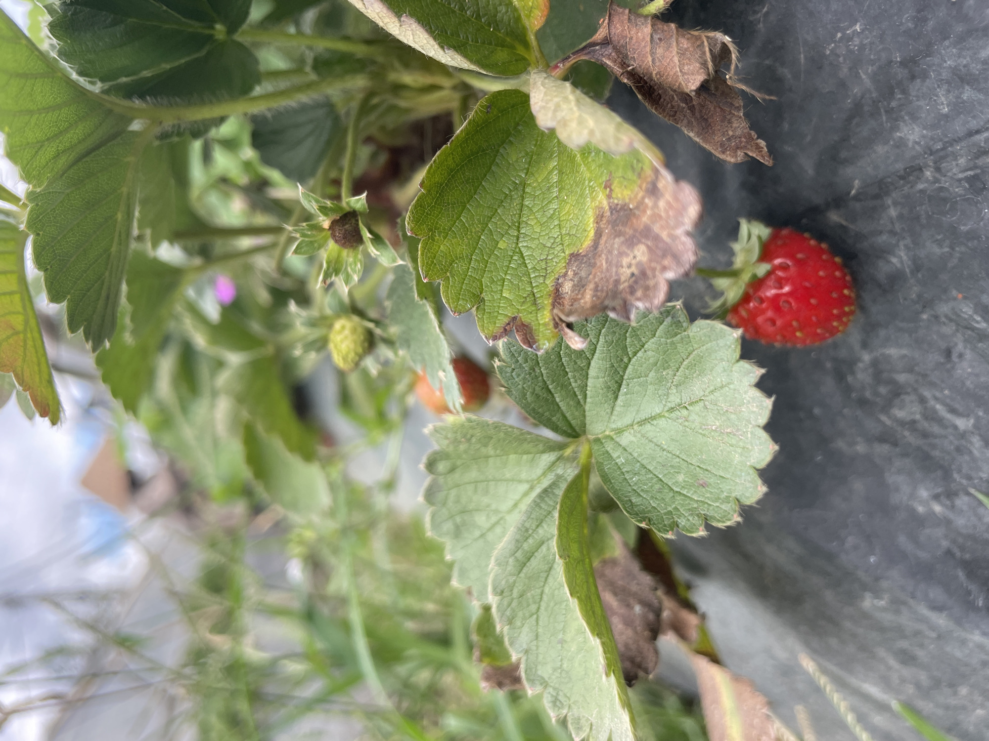A close-up, high-angle shot captures a cluster of strawberry plants, showcasing various stages of growth from leaves to ripe fruit. The dominant feature is the vibrant green foliage of the strawberry plants, characterized by their textured, serrated edges. Some leaves appear healthy and robust, while others show signs of browning and drying, particularly towards the right side of the frame and on older leaves. Fine, light-colored hairs are visible along the stems and leaf edges, especially prominent in some of the cropped hints.
On the right side of the image, a single, bright red, ripe strawberry stands out against a dark, possibly black, background, which could be ground cover, mulch, or a container. Its tiny yellow seeds are clearly visible on its surface. Further back and to the left, among the leaves, are at least two smaller, unripe strawberries or developing buds, appearing light green or brownish. The overall scene suggests an outdoor agricultural or garden setting. The background on the far left is very blurred, hinting at distant greenery and possibly some light-colored structures under natural daylight. No people or visible text are present in the image.