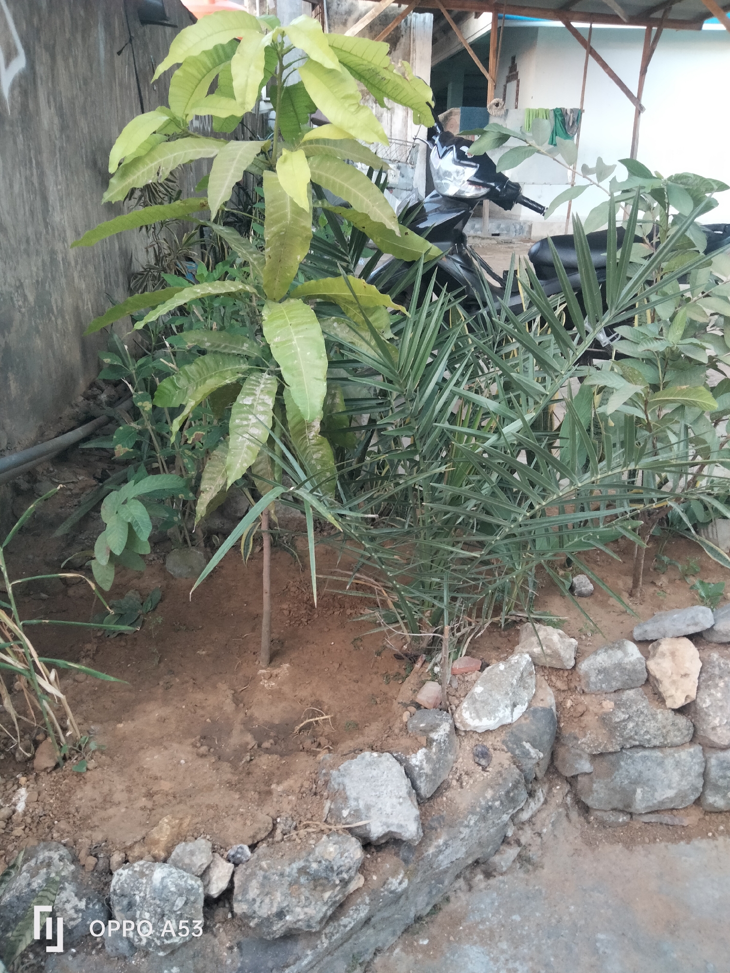 In Badung, Indonesia, a young mango tree with pale green leaves stands in the foreground, its slender trunk supported by a thin stake. To its right, a dense cluster of palm fronds forms a thicket, their sharp, slender leaves reaching upwards. Behind these plants, a black motorcycle is partially visible, its handlebars and headlight peeking out from the foliage. A rough, low wall constructed of grey stones lines the edge of the garden bed in the foreground. The ground is a mixture of reddish-brown soil and small stones. In the background, a building with a white wall and a wooden-framed roof suggests a residential or commercial area. The overall scene depicts an outdoor space with vegetation and a motorcycle, likely a backyard or a small garden area.
