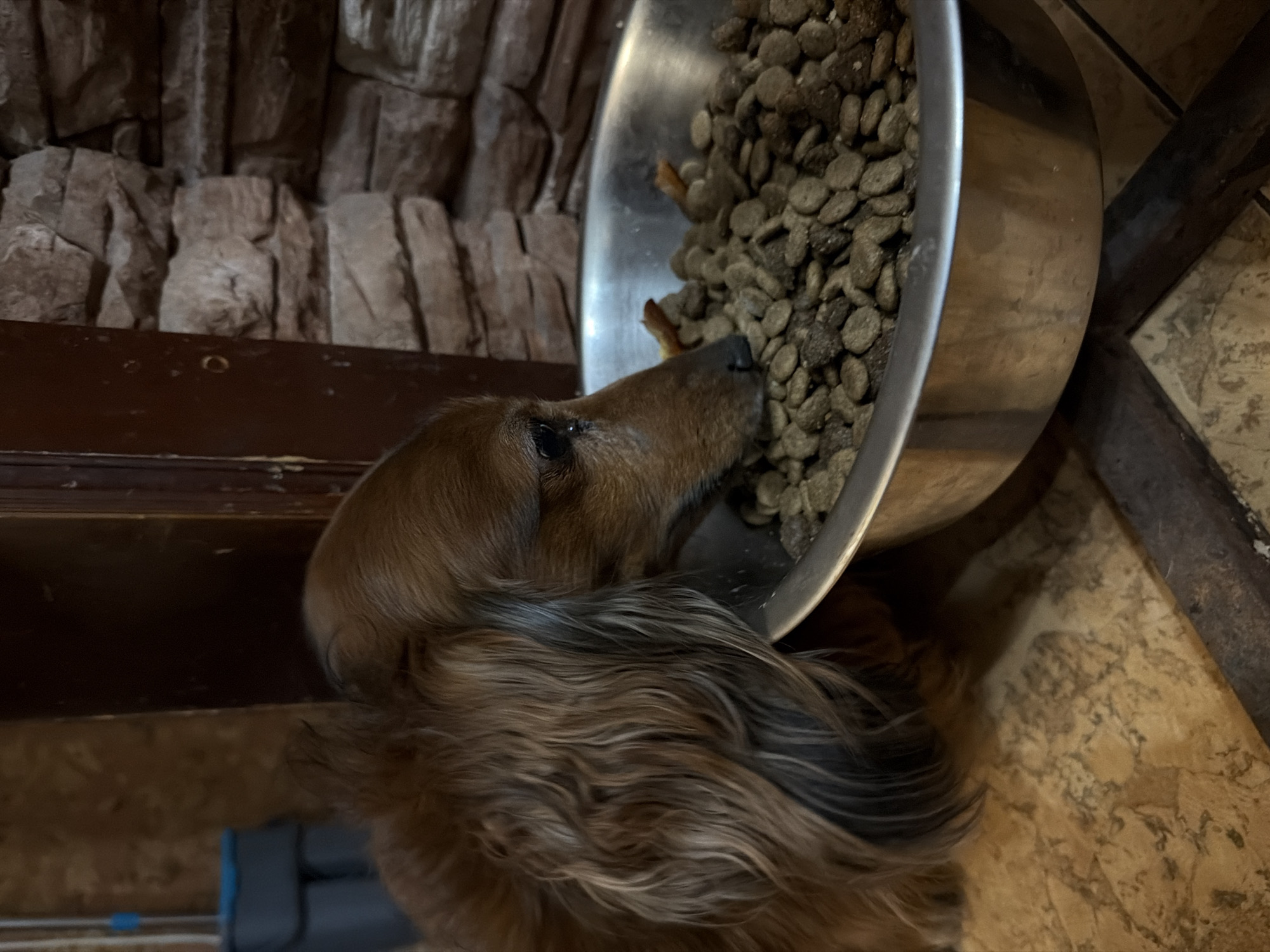 A brown long-haired dachshund is eating from a large stainless steel bowl filled with dry kibble. The bowl sits on a light brown mottled floor. Behind the bowl and dog is a brown shelf or ledge, with a faux stone wall above. The location cannot be confirmed as Krasnoyarsk, Russia with the given information.