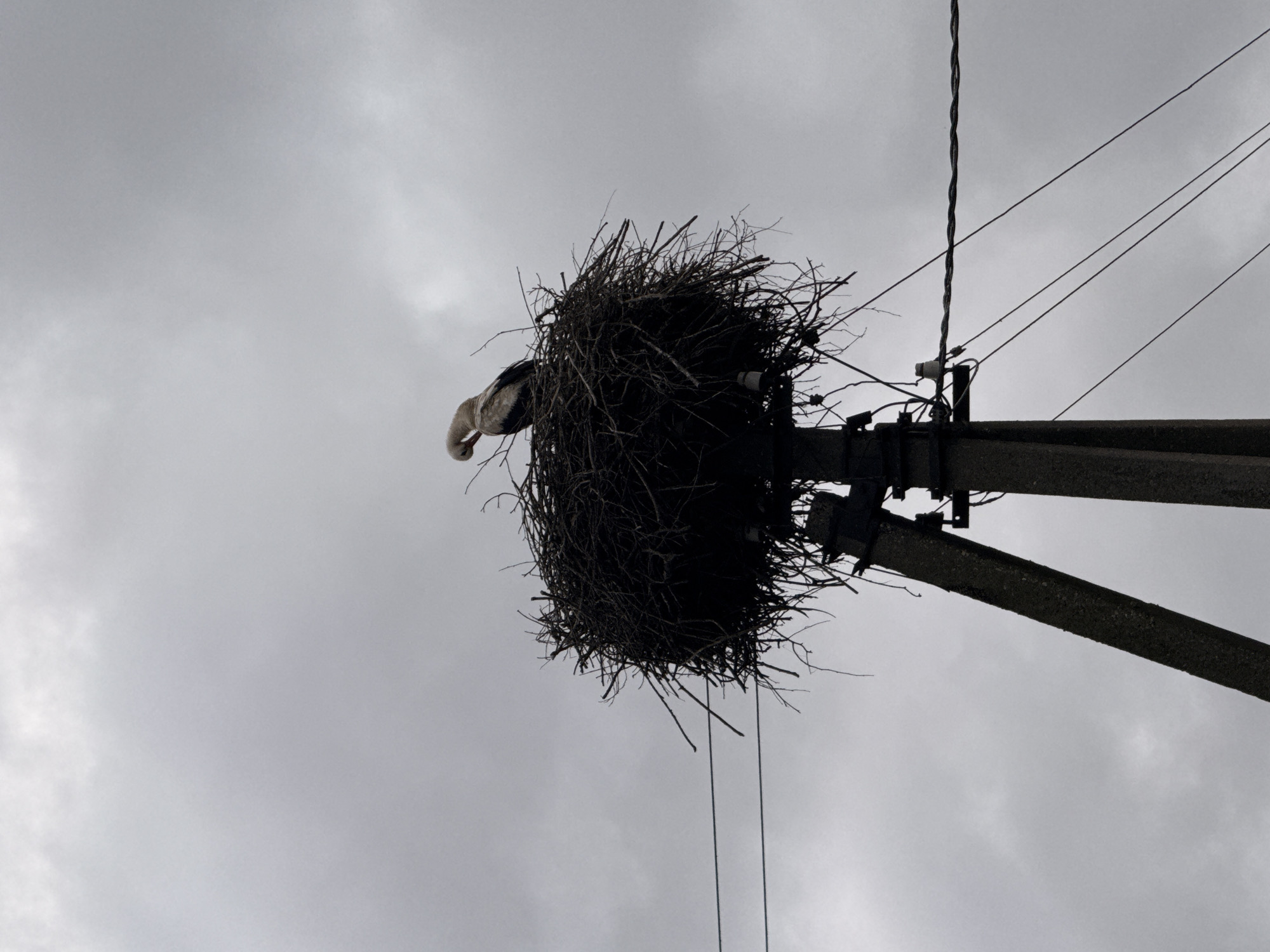 In Aukštieji Rusokai, Lithuania, a lone white and black stork is perched on a large, intricately constructed nest of twigs. The nest is situated atop a utilitarian concrete utility pole. The sky above is overcast and grey, with visible clouds. Several electrical wires are suspended from the pole, crossing diagonally through the frame. The stork is hunched over, with its head tucked down, appearing to be preening or resting. The overall scene is stark and naturalistic, set against a muted, cloudy sky.