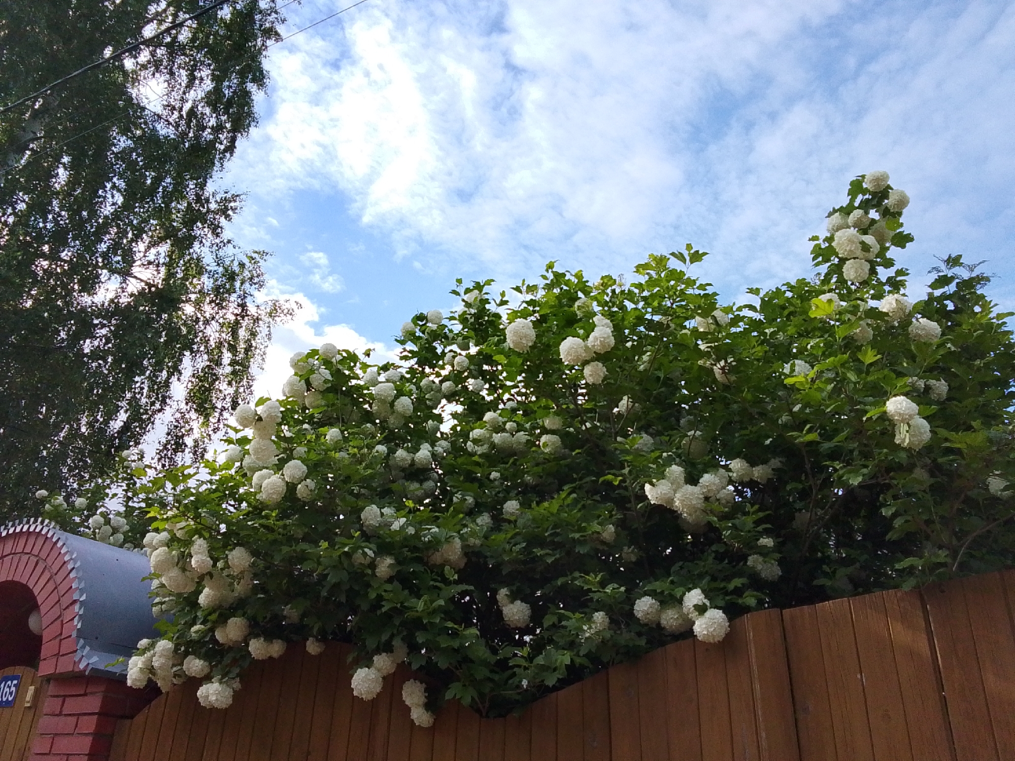 The photograph captures a landscape scene in Снопок Новый, Russia. A portion of a wooden fence occupies the lower section of the image, providing a foreground boundary. Above the fence, a dense bush laden with white, globe-shaped flowers blooms, partially obscuring the sky. The sky is a bright blue with scattered white clouds. To the left, the dark silhouette of a tree with dense foliage rises. In the lower left corner, a section of a brick pillar and a corrugated metal structure are visible, with the number "165" displayed on a blue plaque.