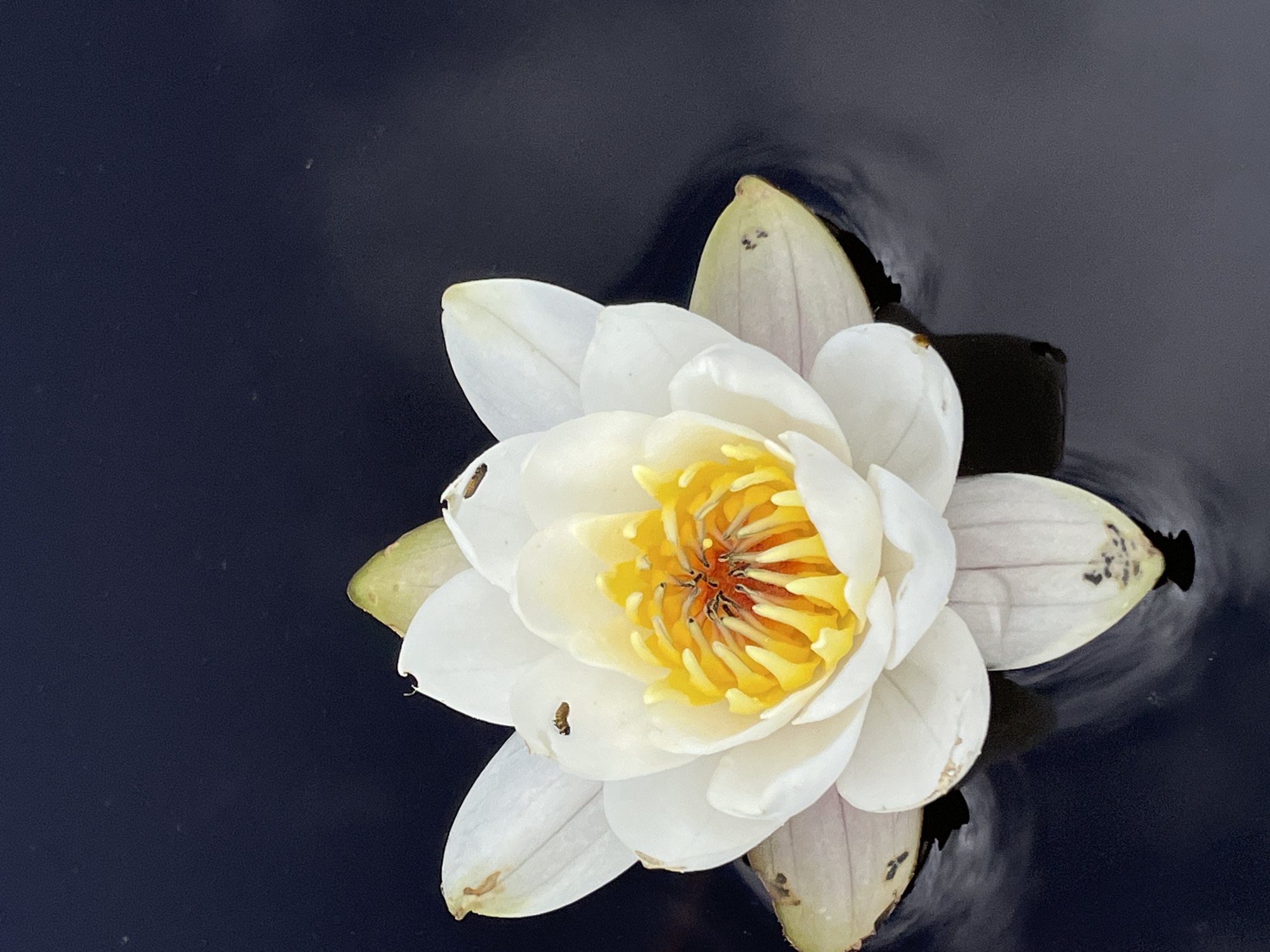 A white water lily with yellow stamen is floating in dark, still water. Several small, dark insects are visible on the petals and within the center of the flower. The water's surface is calm, reflecting the flower. The background is a uniform dark color. This image was taken in Roshchino, Russia.