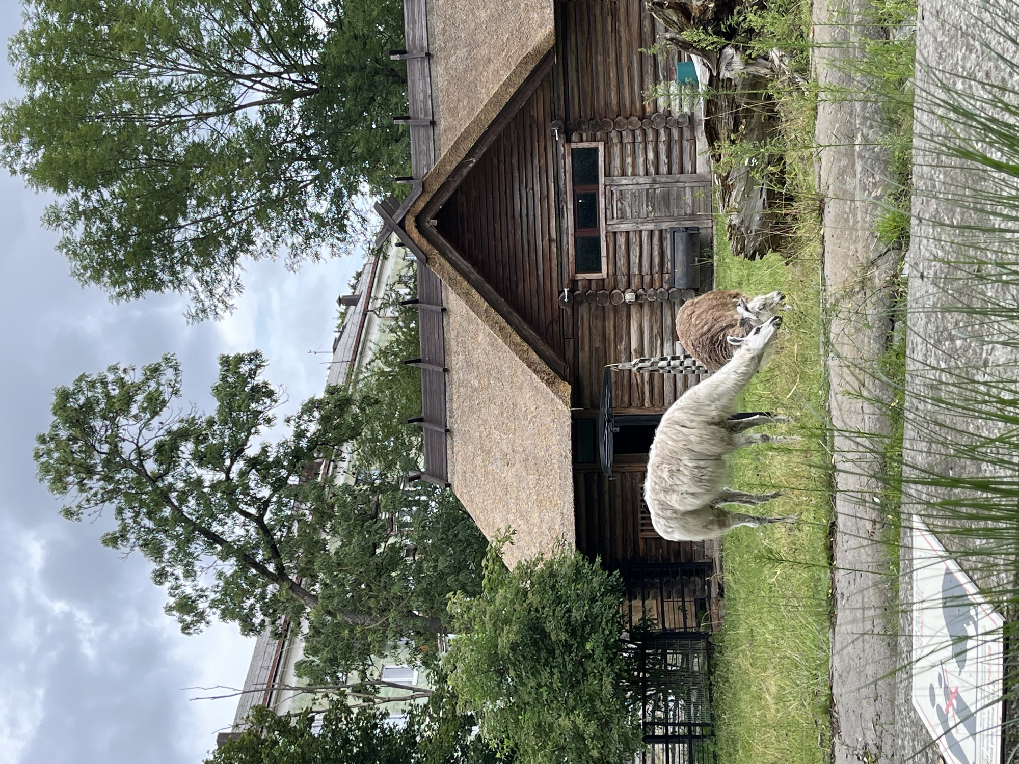 The image depicts an outdoor enclosure with a rustic wooden building featuring a thatched roof. In front of the building, on a grassy area, are two llamas. One llama, predominantly white, stands facing left with its head down, appearing to graze. Behind it, a brown llama is visible, also with its head down. The background shows trees and a portion of a multi-story building, suggesting an urban or semi-urban setting, possibly a zoo or animal park. A concrete barrier runs along the foreground, with some greenery and a sign partially visible on it. The sky is overcast with clouds. The image appears to be taken at the Kaliningrad Zoo in Kaliningrad, Russia, given the presence of llamas and the style of the enclosure which is consistent with exhibits found in zoological gardens.