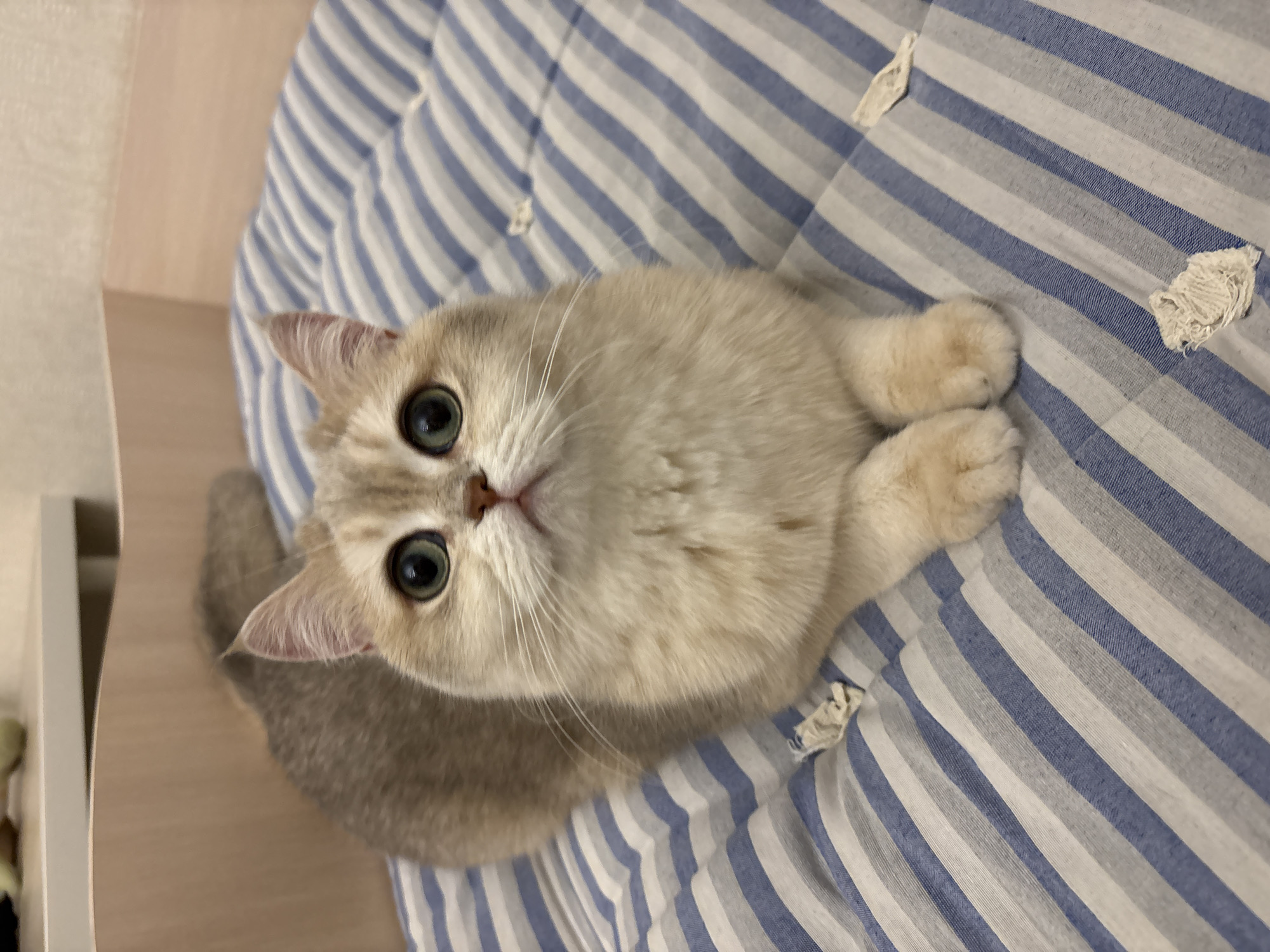 A British Shorthair cat with golden fur and green eyes is lying on a blue and white striped bedspread. The cat is positioned in the center of the frame, looking directly at the camera. The bedspread has some loose threads. The background includes a light-colored wall or furniture. The location cannot be determined from the image.