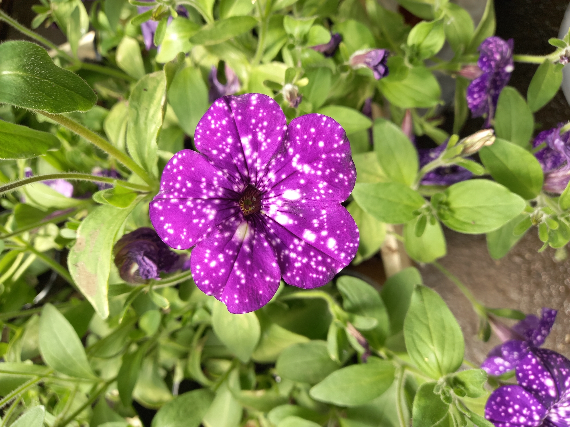 A close-up, top-down view captures a vibrant purple petunia flower with white speckles, set against a backdrop of lush green foliage. The petunia, centrally positioned, displays five distinct petals, each adorned with numerous small, irregular white dots. The flower's center is a deep, dark hue, suggesting the pistil and stamen. Surrounding the prominent bloom are other unopened or partially opened purple petunias and numerous soft green leaves. The lighting suggests an outdoor setting, possibly a garden or park, with a natural, diffused light illuminating the scene. The image does not contain any elements that would place it specifically within the city of Aramil, Russia.