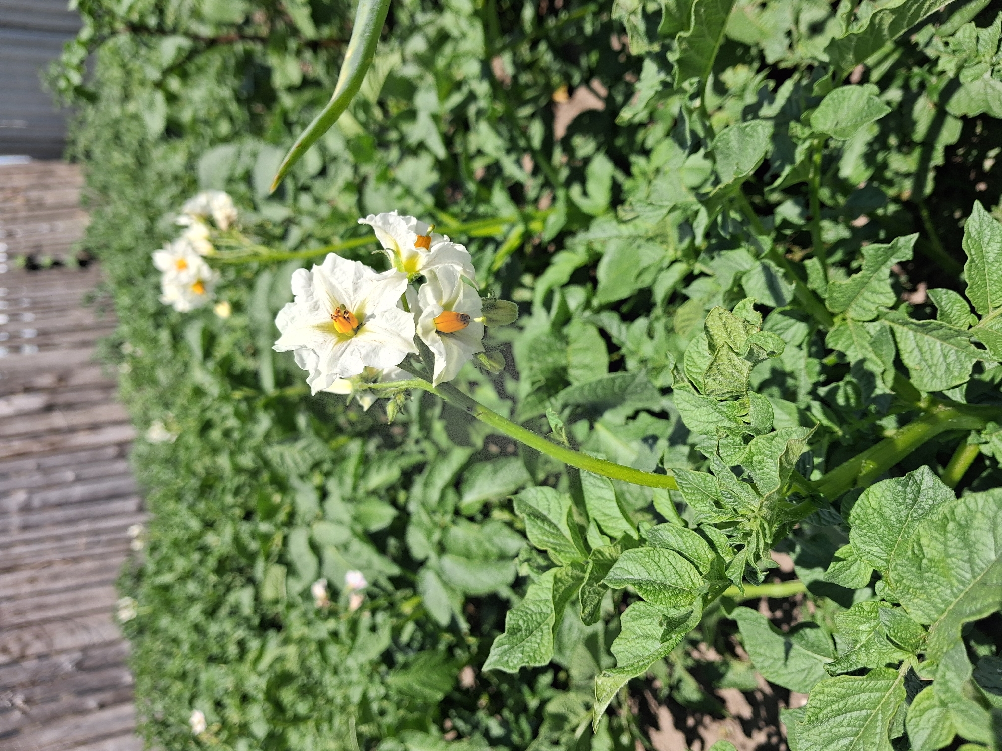 This media file is a close-up, eye-level shot of several white potato flowers with yellow centers, blooming on a potato plant. The plant is lush and green, with numerous leaves, some of which show signs of damage or disease. A wooden pathway or deck is visible on the left side of the frame, blurred by the shallow depth of field. The background consists of more green potato plants and foliage, creating a natural, garden setting. The lighting suggests it is daytime, with bright sunlight casting shadows. The overall scene conveys a sense of growth and the natural cycle of a garden. There is no visible text in the image. The location context provided is Krolevets, Ukraine.