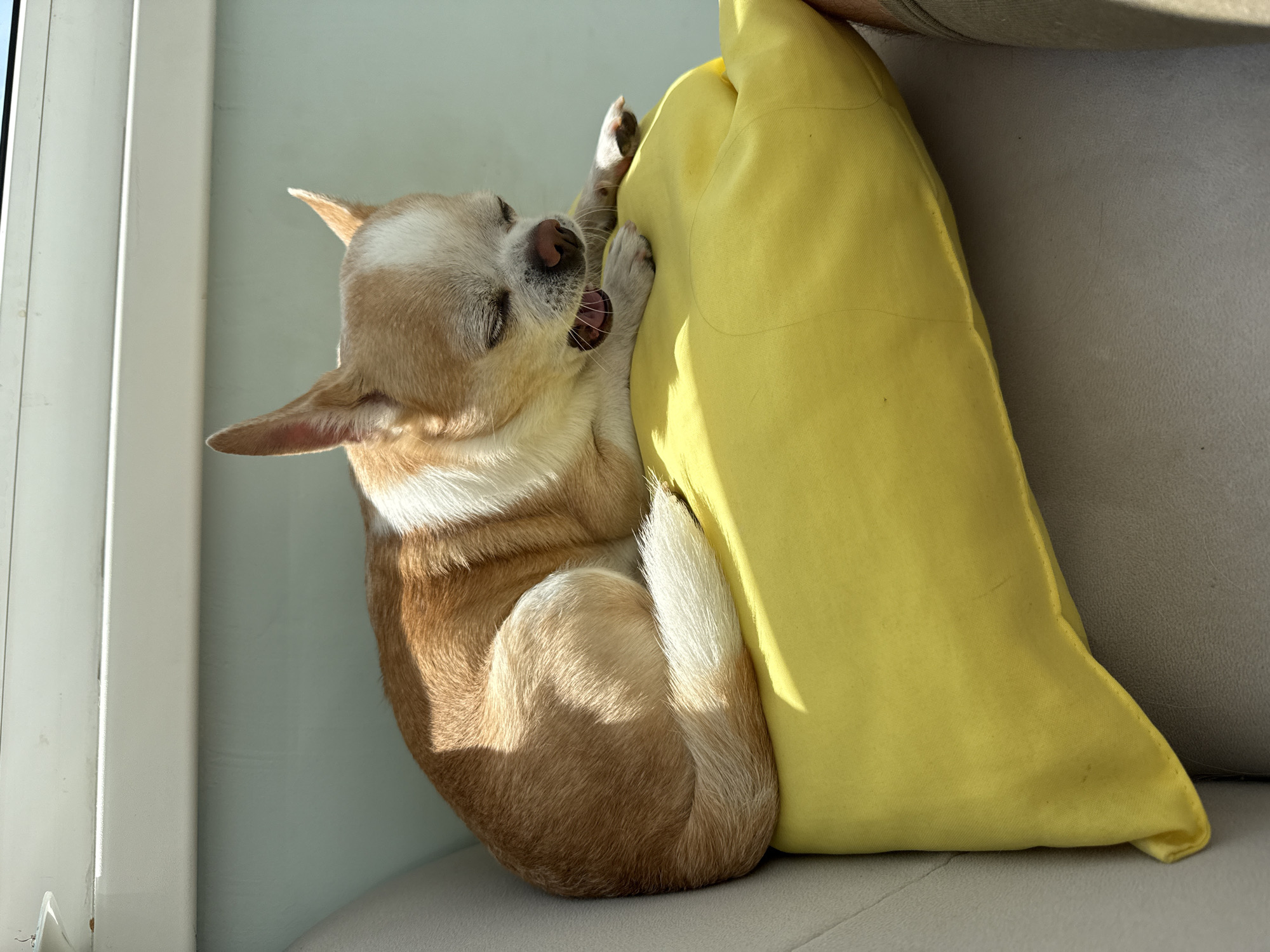 A chihuahua is curled up on a light gray couch next to a yellow pillow, seemingly biting or licking it. The dog is tan and white with its mouth open and tongue visible. The setting appears to be indoors near a window. There is no evidence to confirm the location is Rostov-on-Don, Russia.